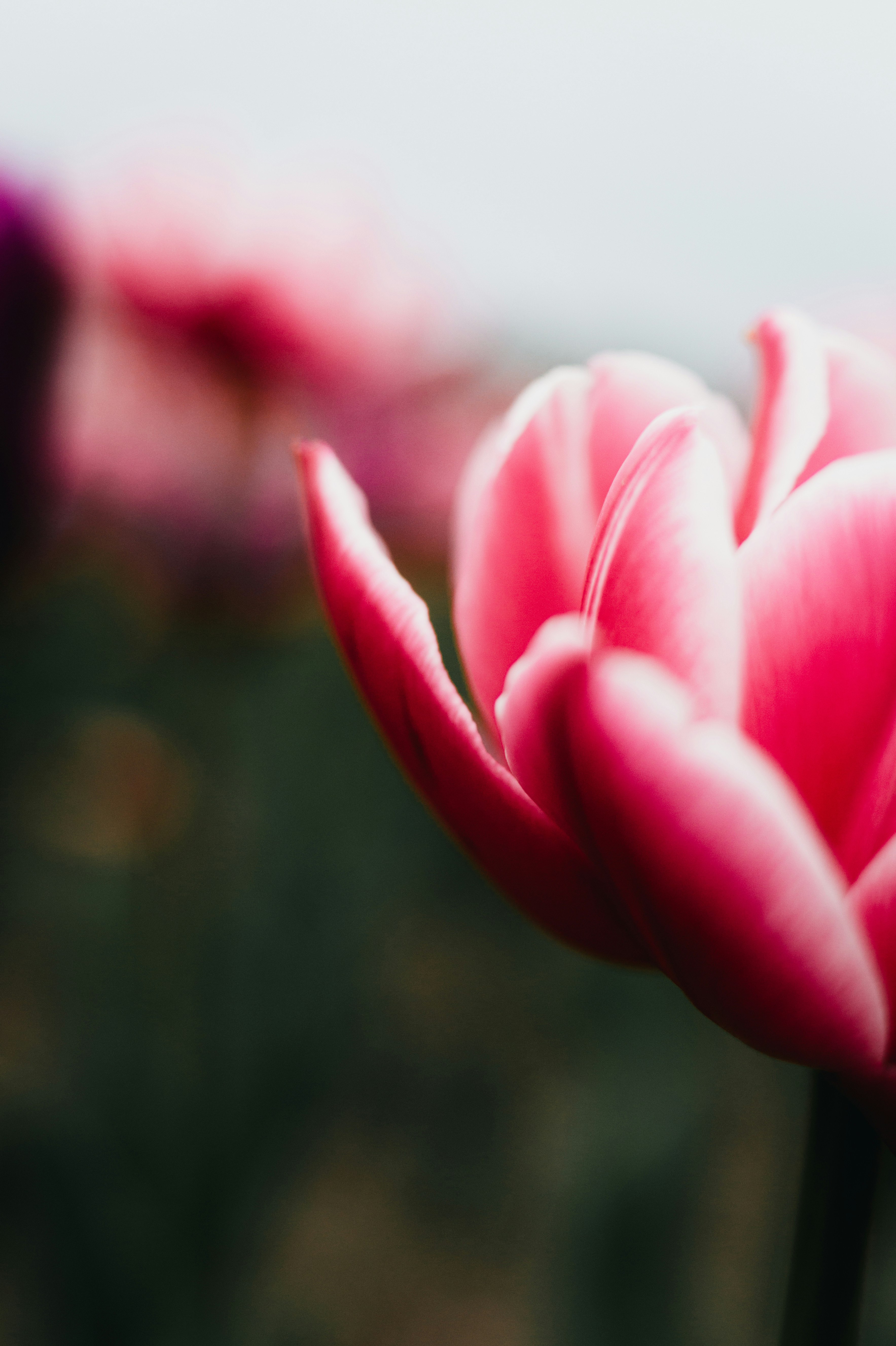 粉色郁金香花瓣与柔和浅景深虚化