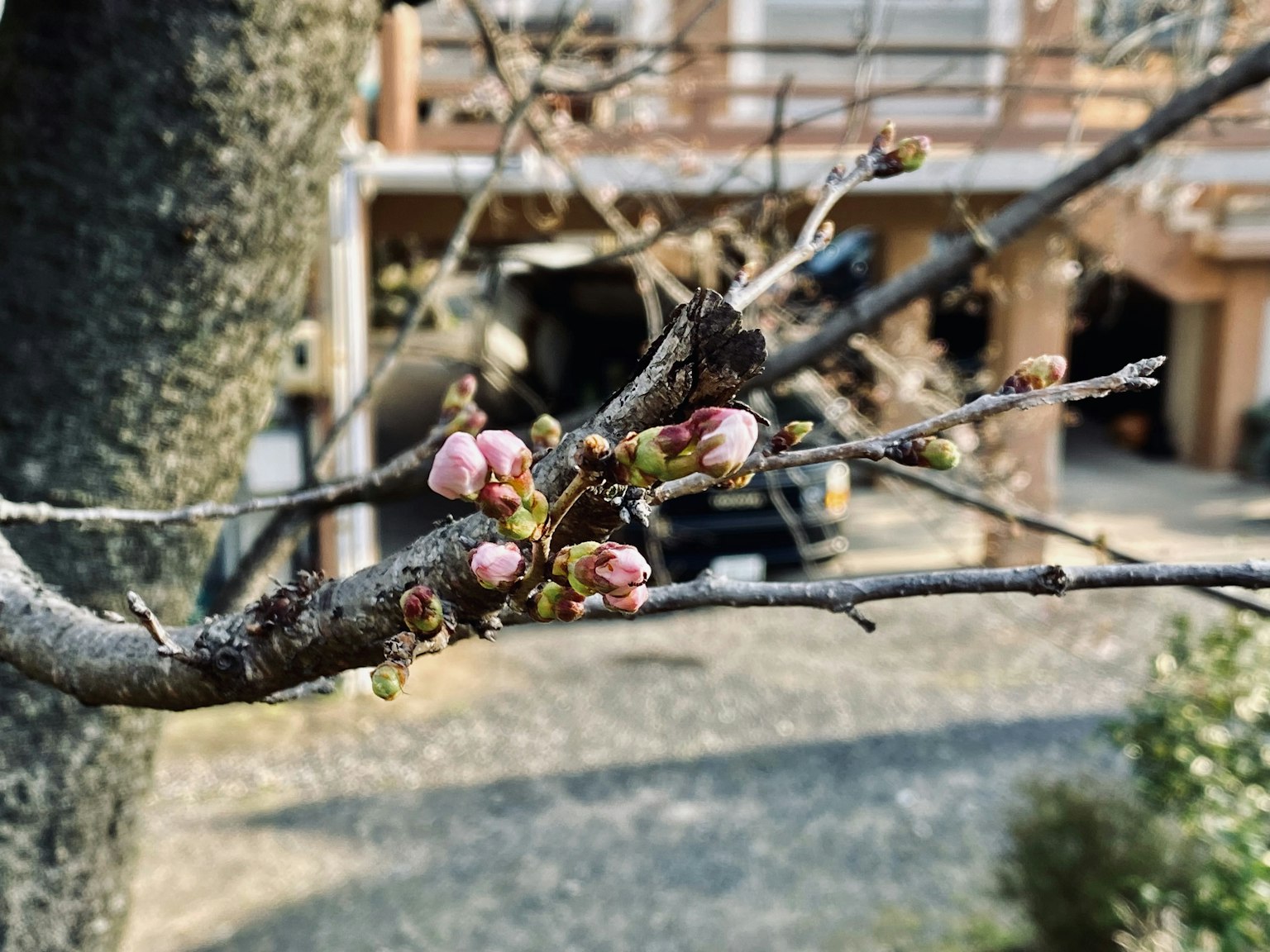 Boccioli di ciliegio su un ramo con una casa sullo sfondo