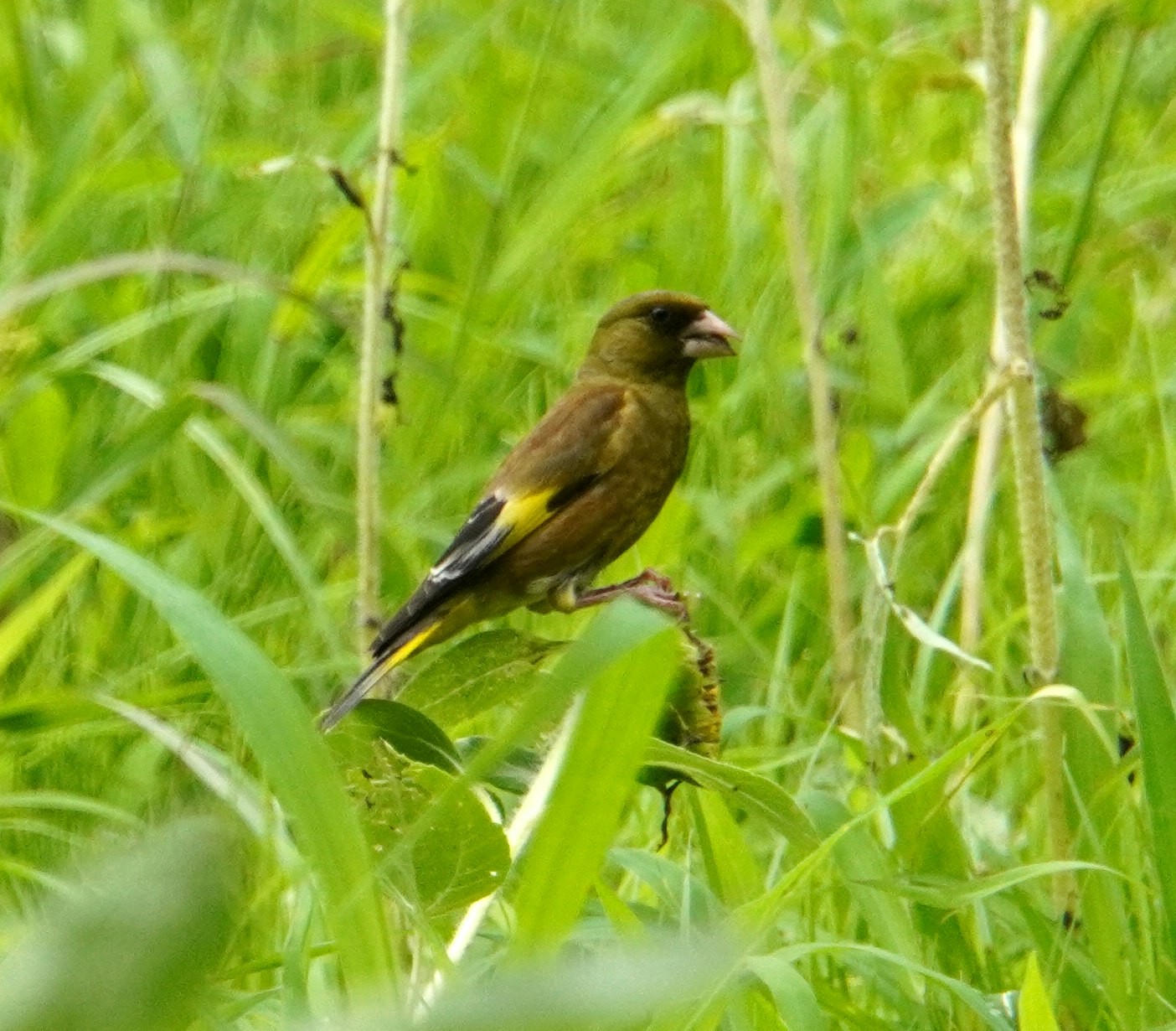 草むらにとまる小鳥
