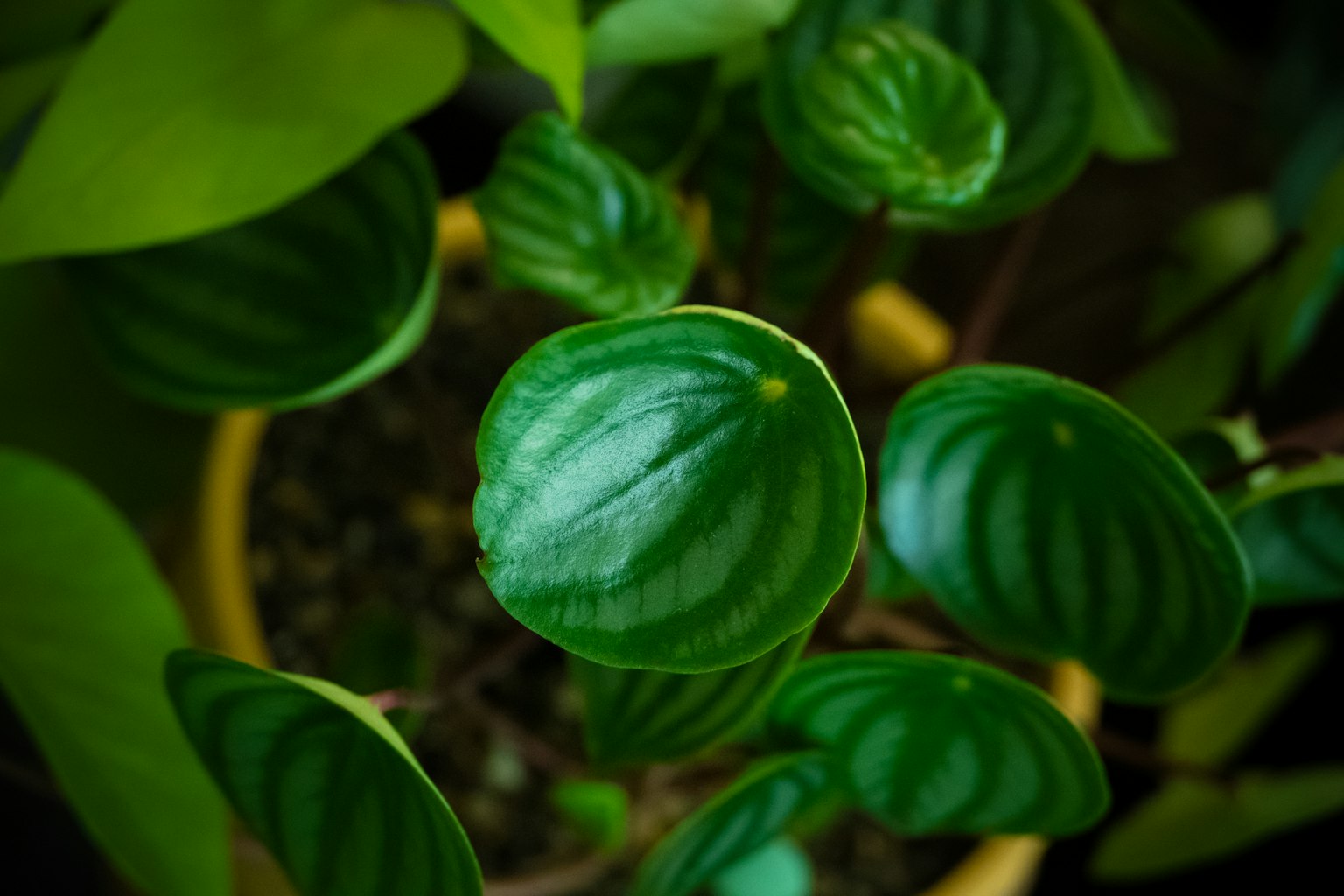 Top view of a plant with distinctive green leaves