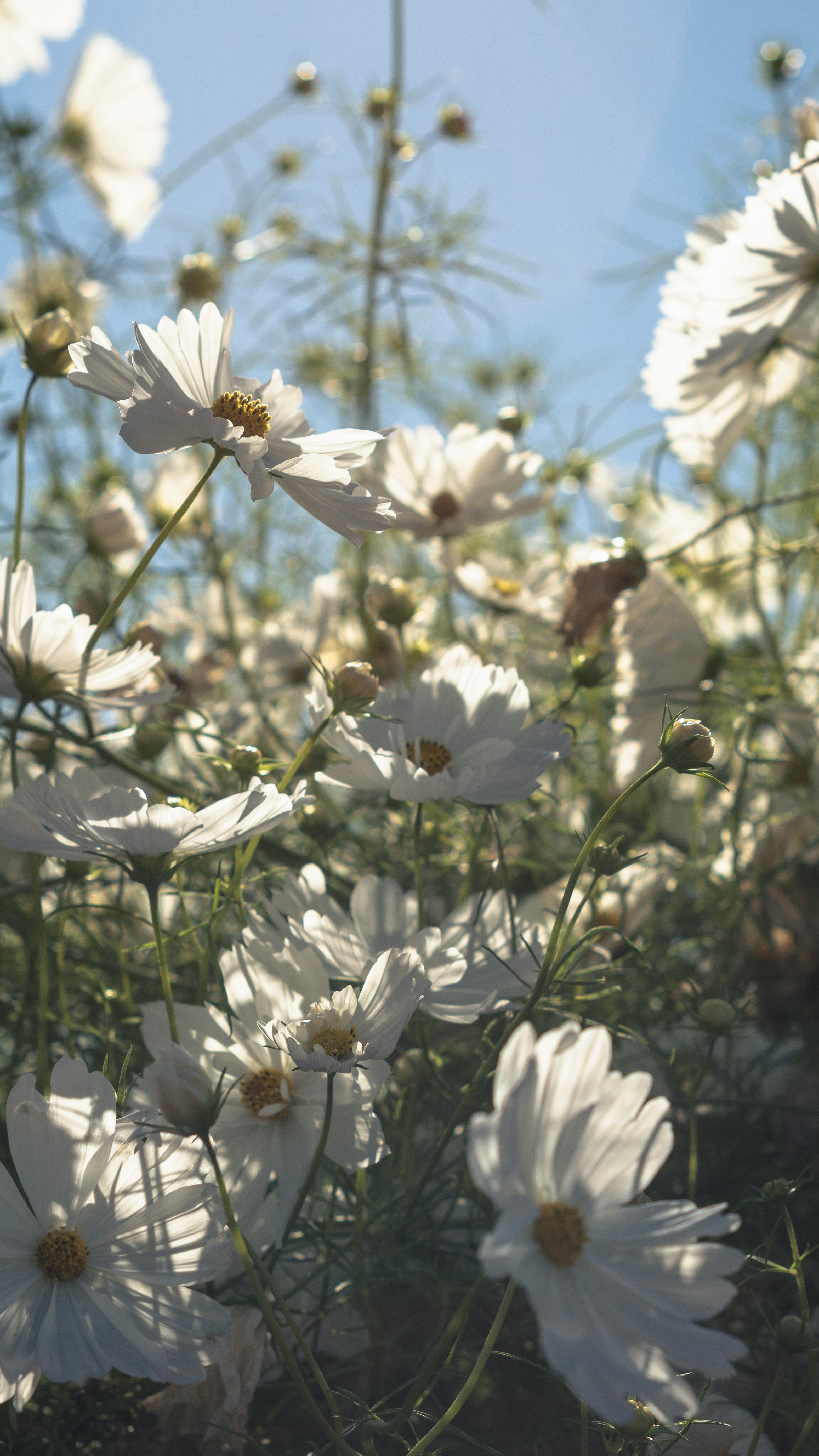 白コスモスの花畑の秋の陽だまり