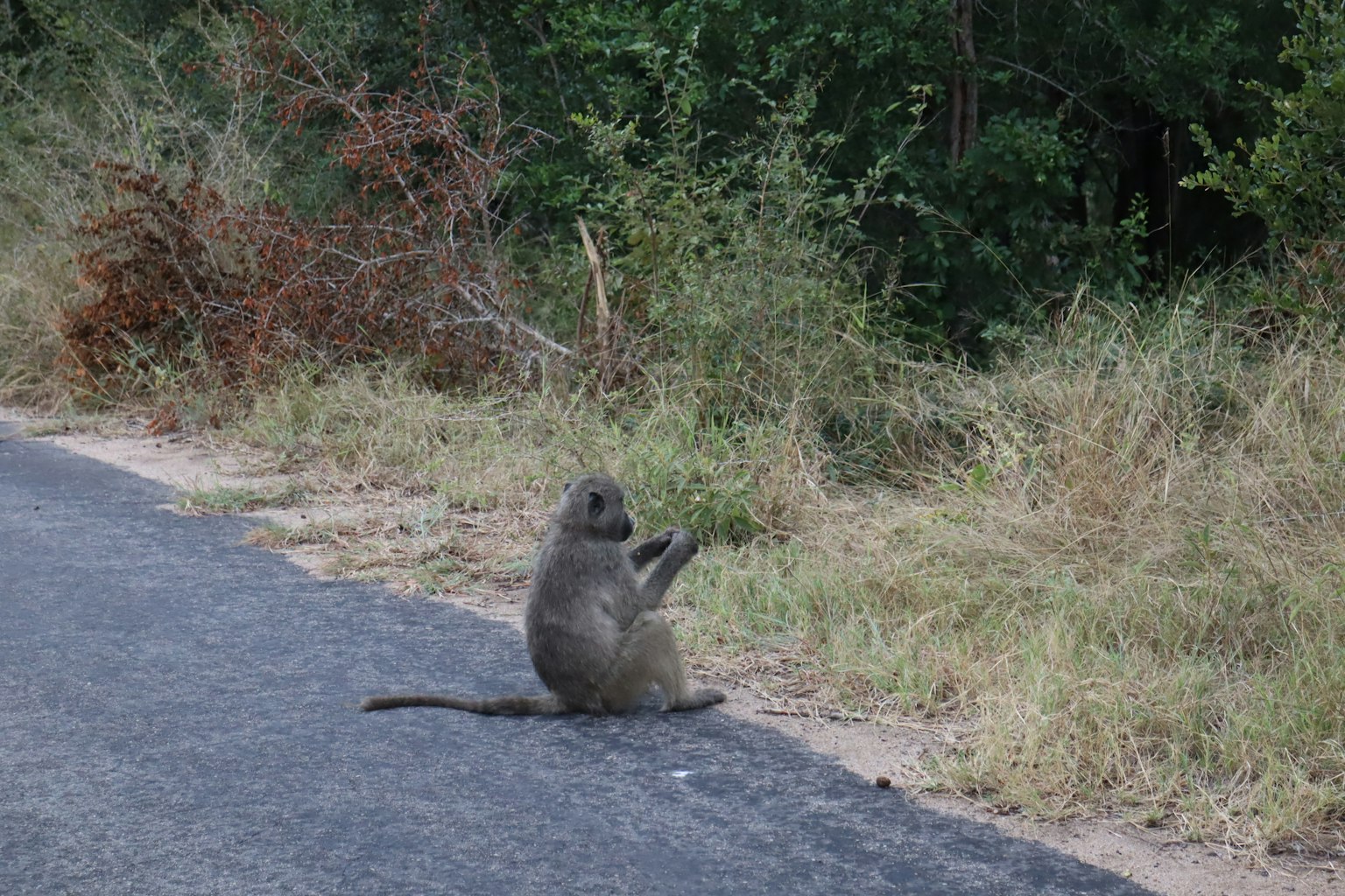 Un babouin assis au bord de la route utilisant ses mains