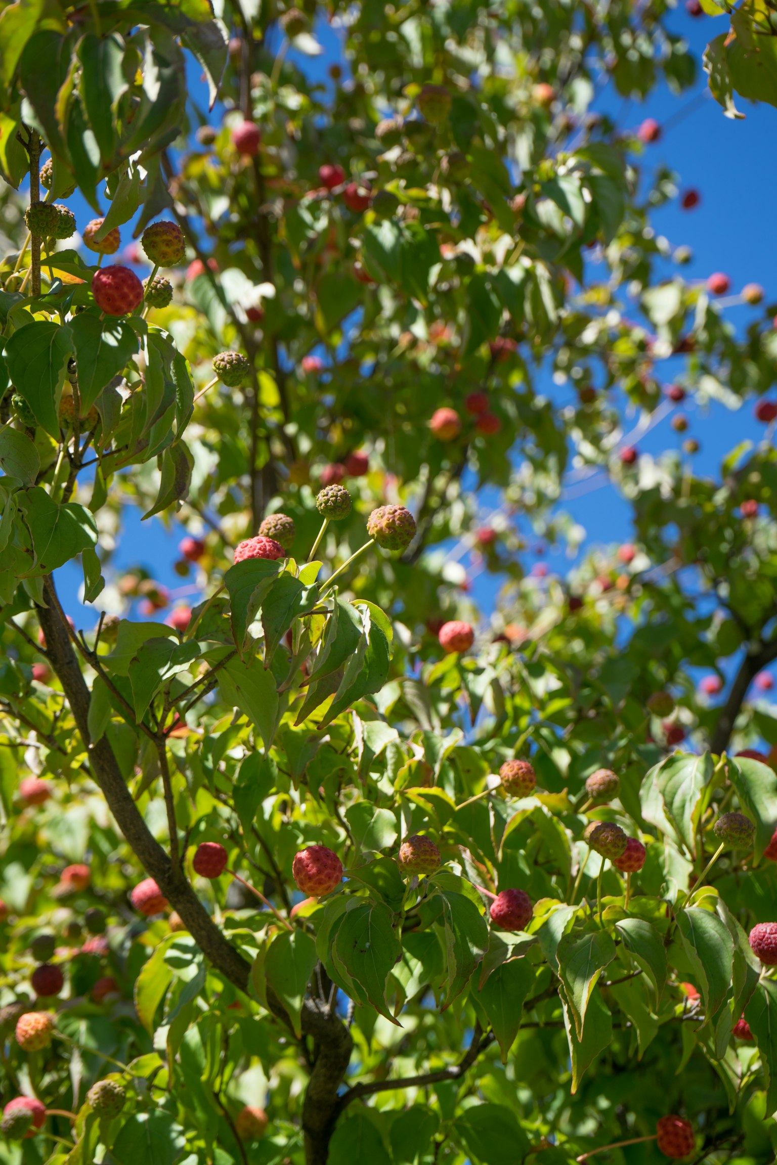 Apfelbaum mit roten Äpfeln unter blauem Himmel