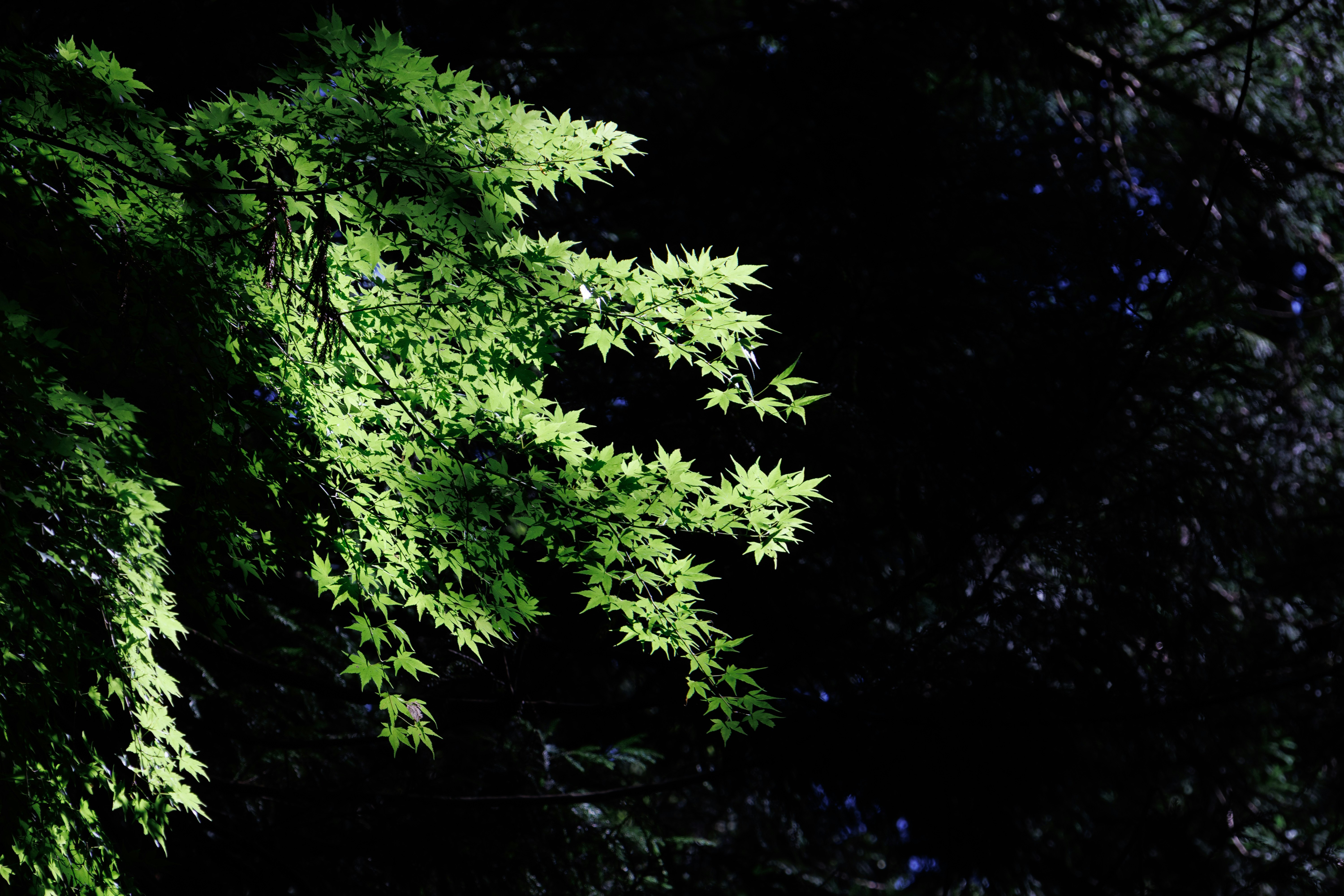 青もみじの葉が闇に浮かぶ夜の木陰
