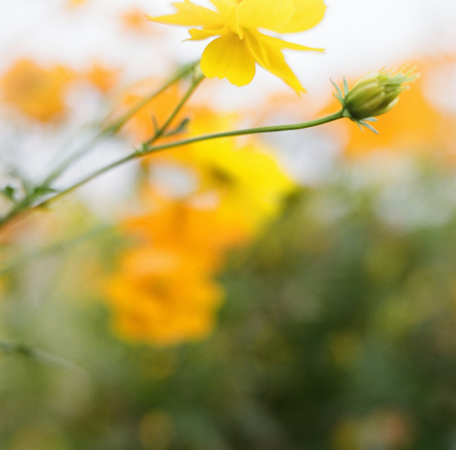 黄色花朵与模糊的花卉背景
