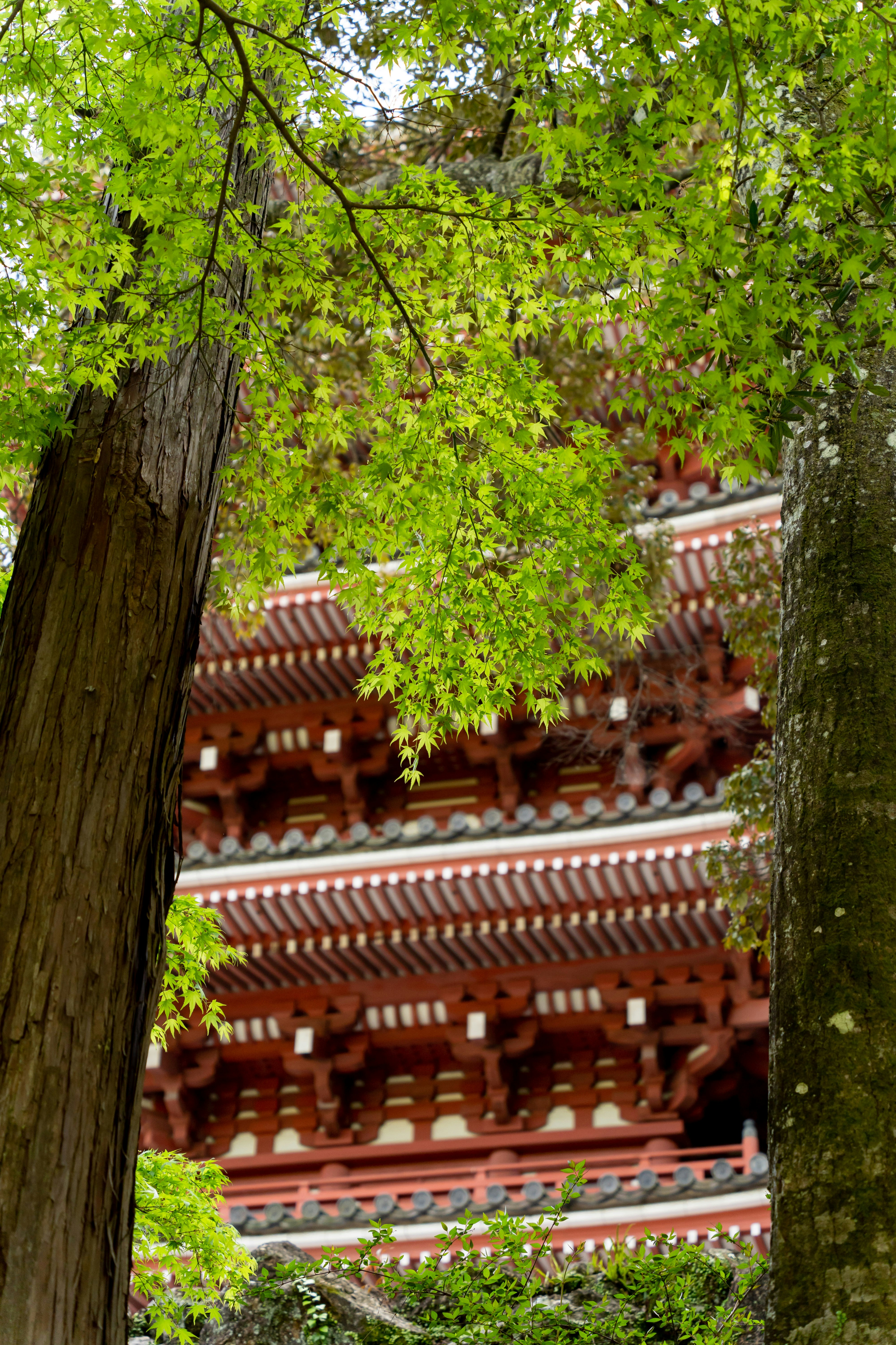 新緑の木々の間から見える朱色の寺院建築