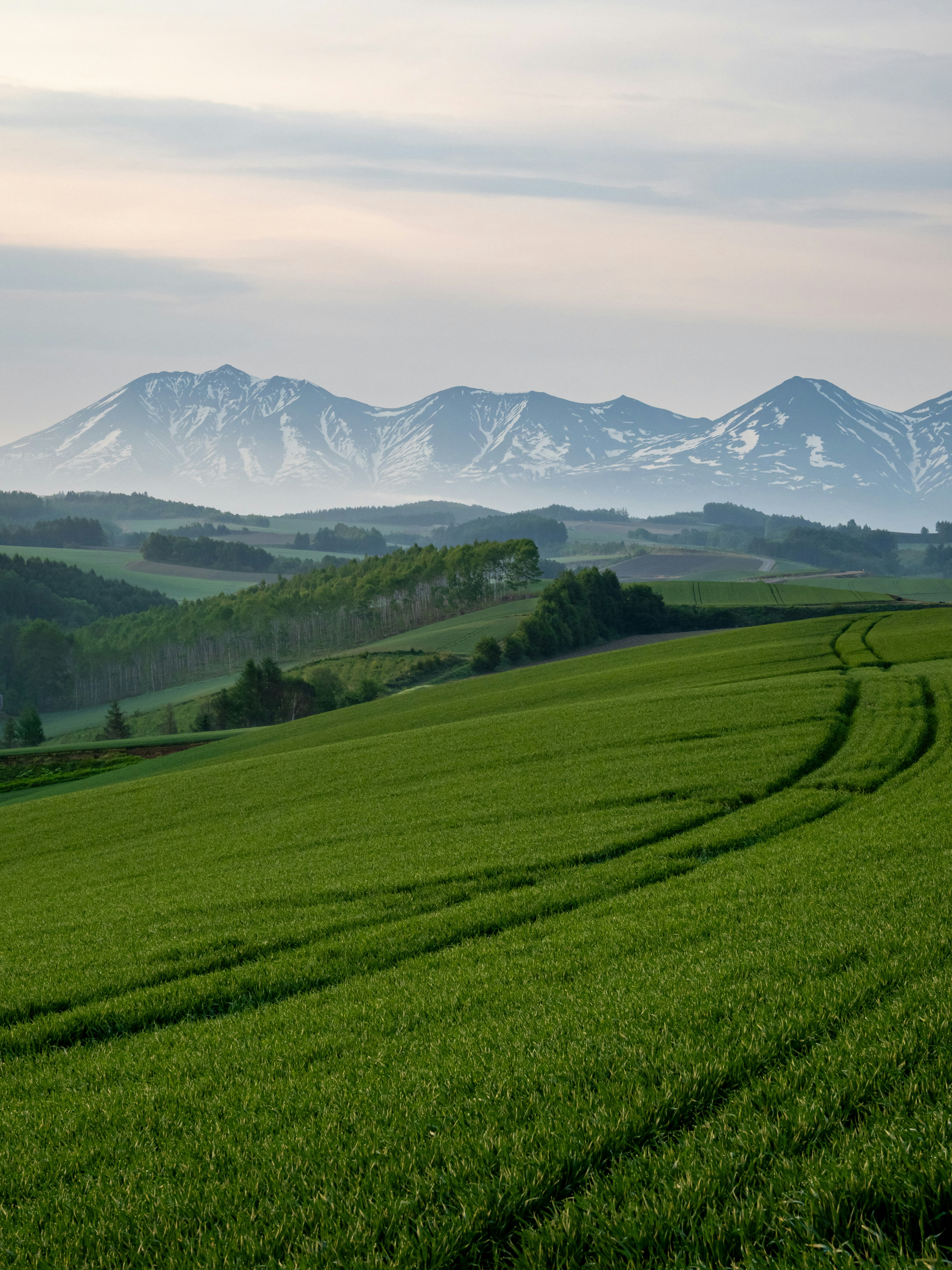 緑の丘と早朝の山並みが広がる美瑛の風景