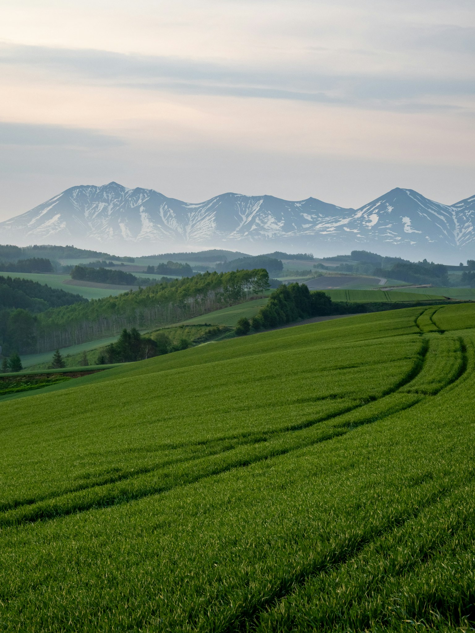 Champs verts luxuriants avec des montagnes enneigées en arrière-plan