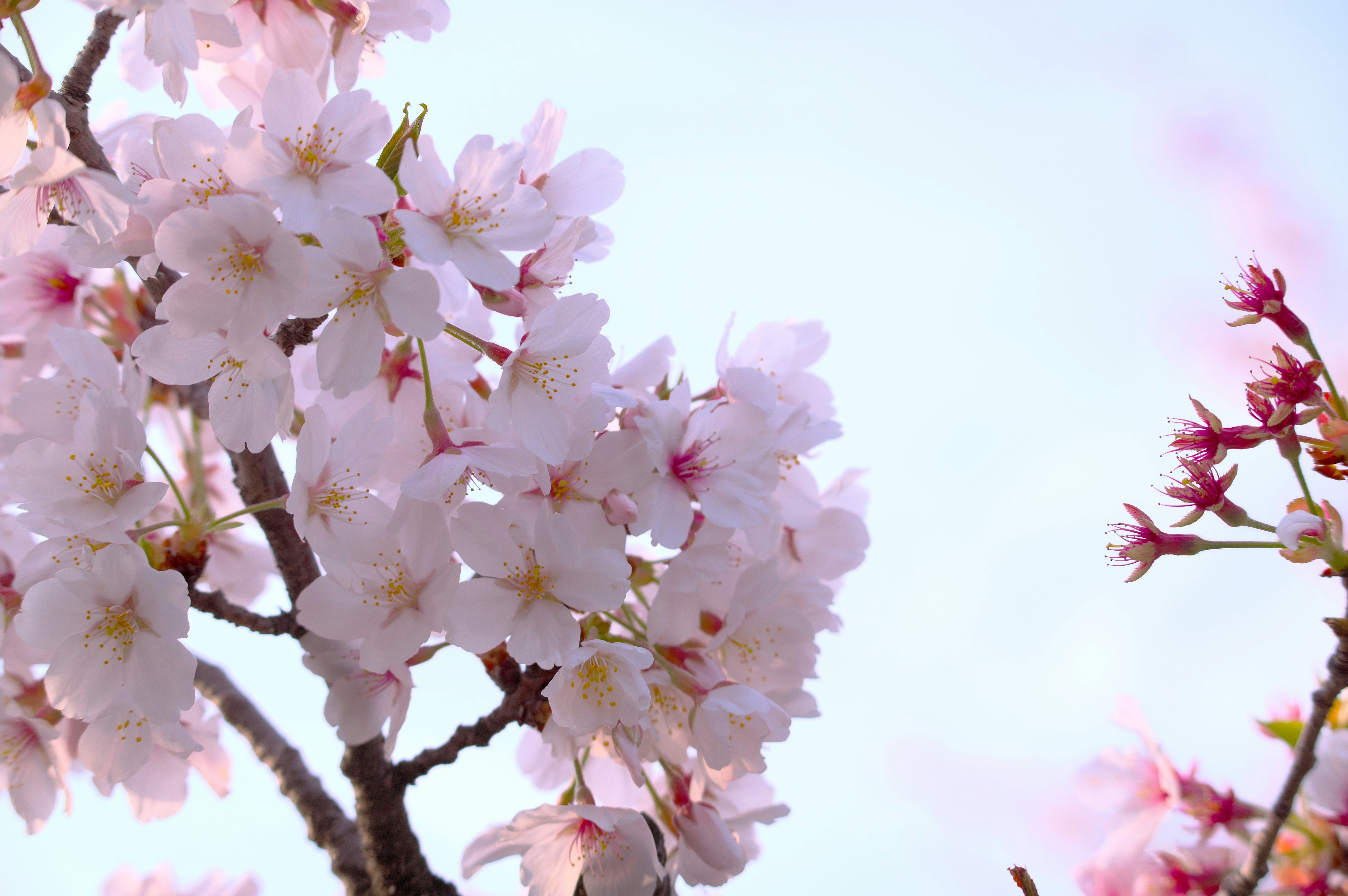 桜の花が咲き誇る枝と青空