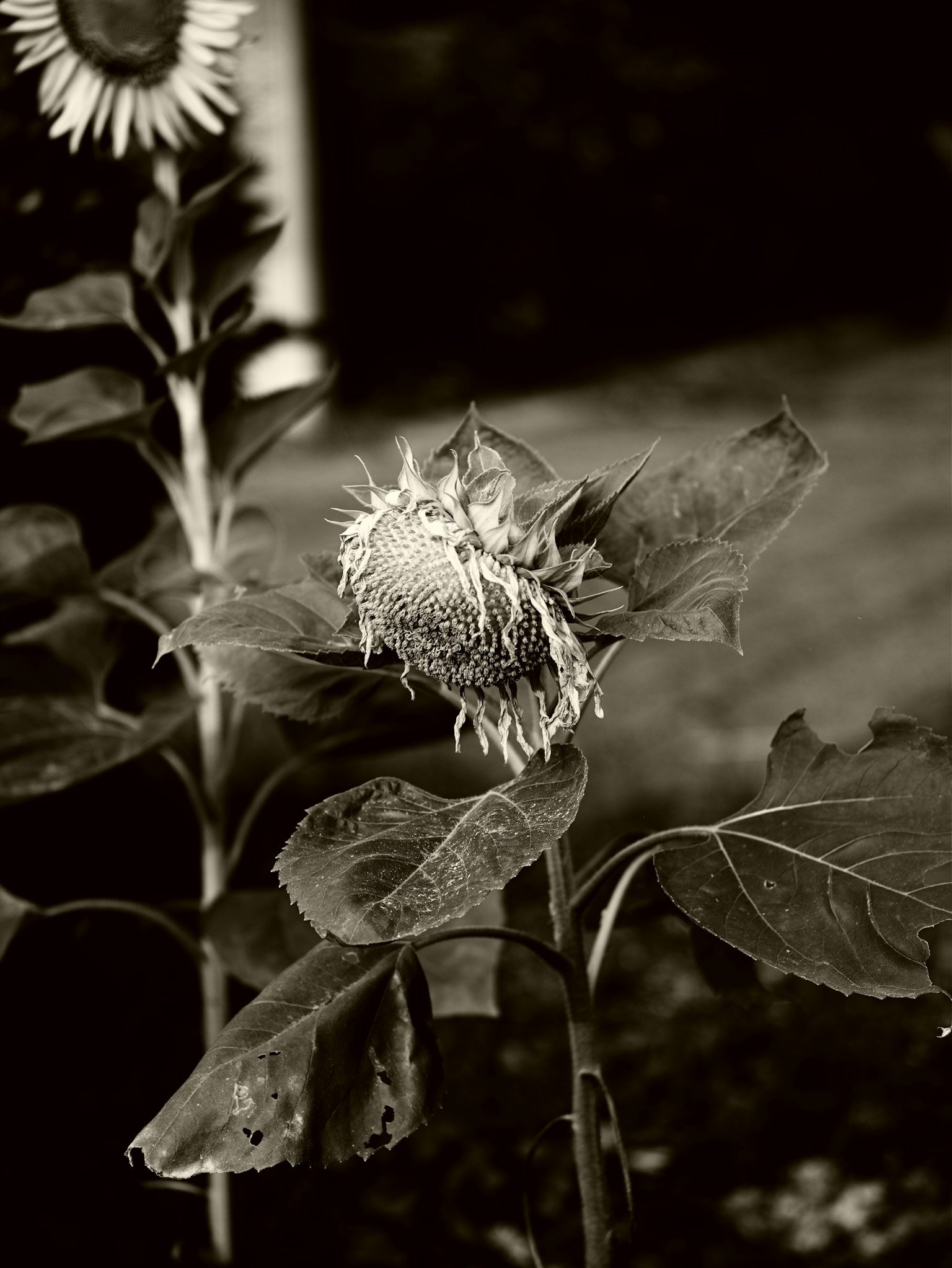 Hình ảnh đen trắng của nụ hoa hướng dương và lá