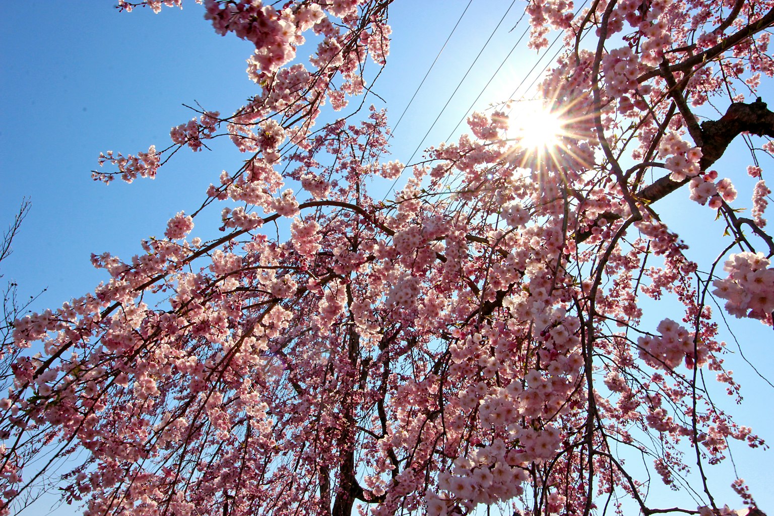 Fleurs de cerisier en fleurs sous un ciel bleu avec la lumière du soleil