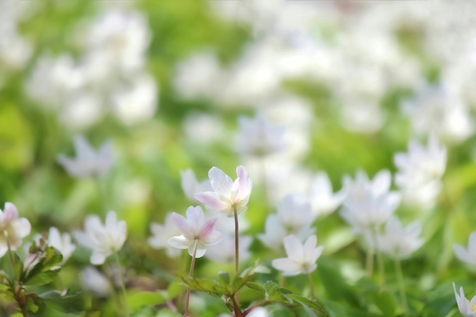 Un fiore spicca tra un campo di fiori bianchi con uno sfondo verde