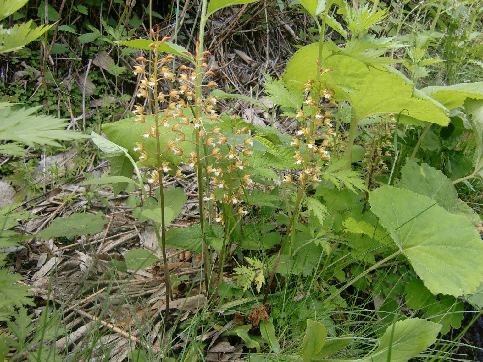 Piante fiorite gialle tra il fogliame verde in un'area erbosa