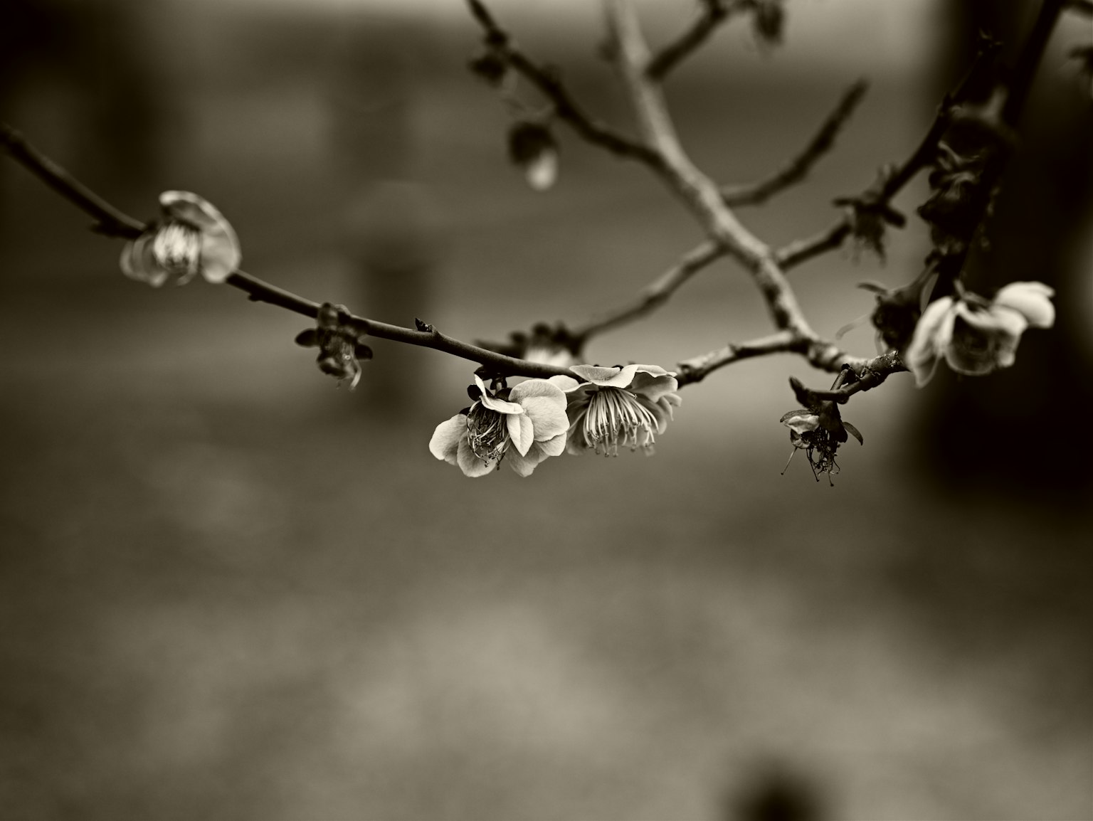 Imagen en blanco y negro de una rama con flores en flor