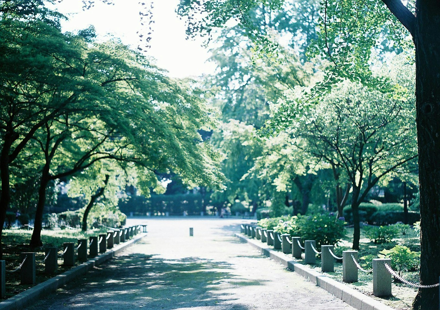 Photo of a lush green park pathway