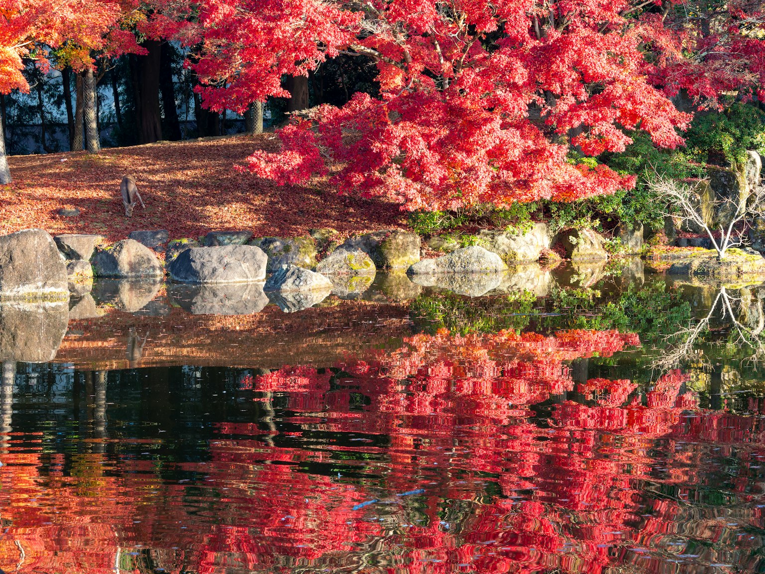 Hojas de otoño vibrantes reflejándose en un estanque tranquilo