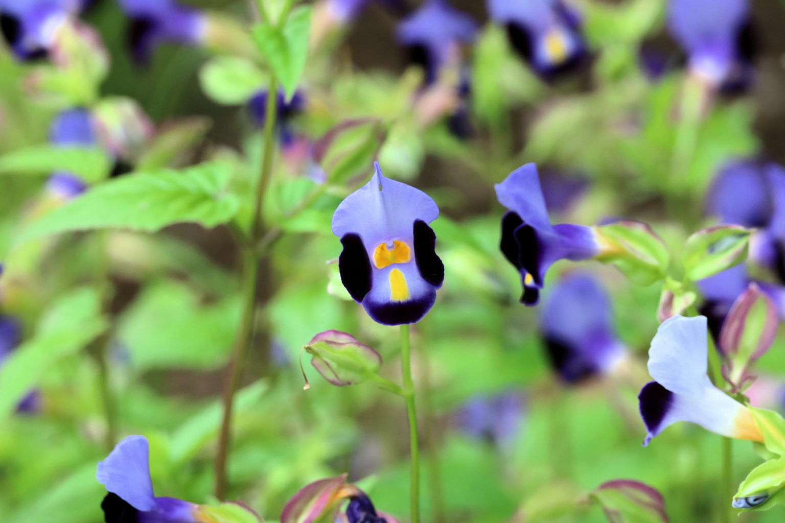 Gros plan sur de petites fleurs violettes avec des motifs noirs et des feuilles vertes en arrière-plan