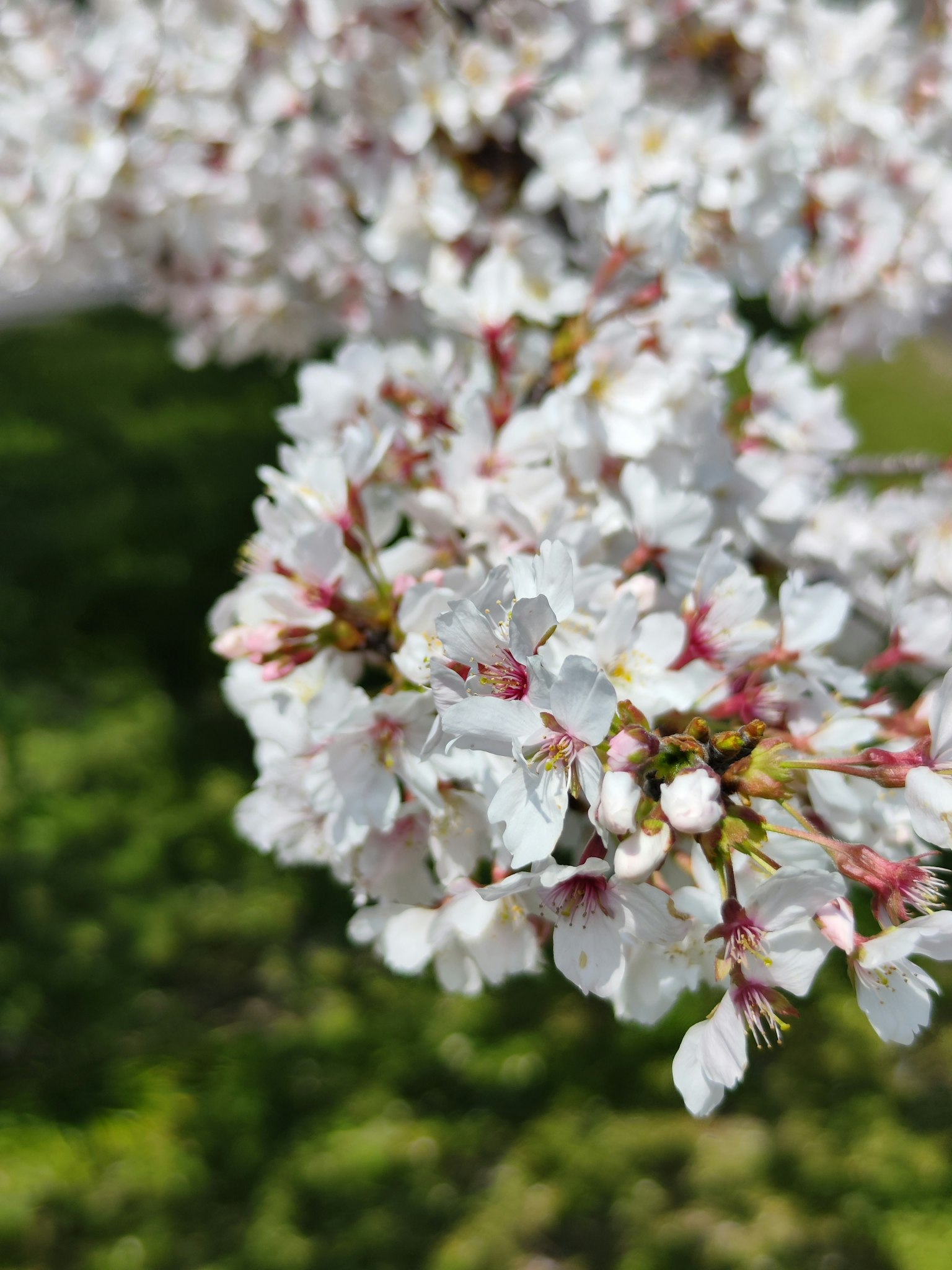 Primer plano de flores de cerezo blancas en una rama
