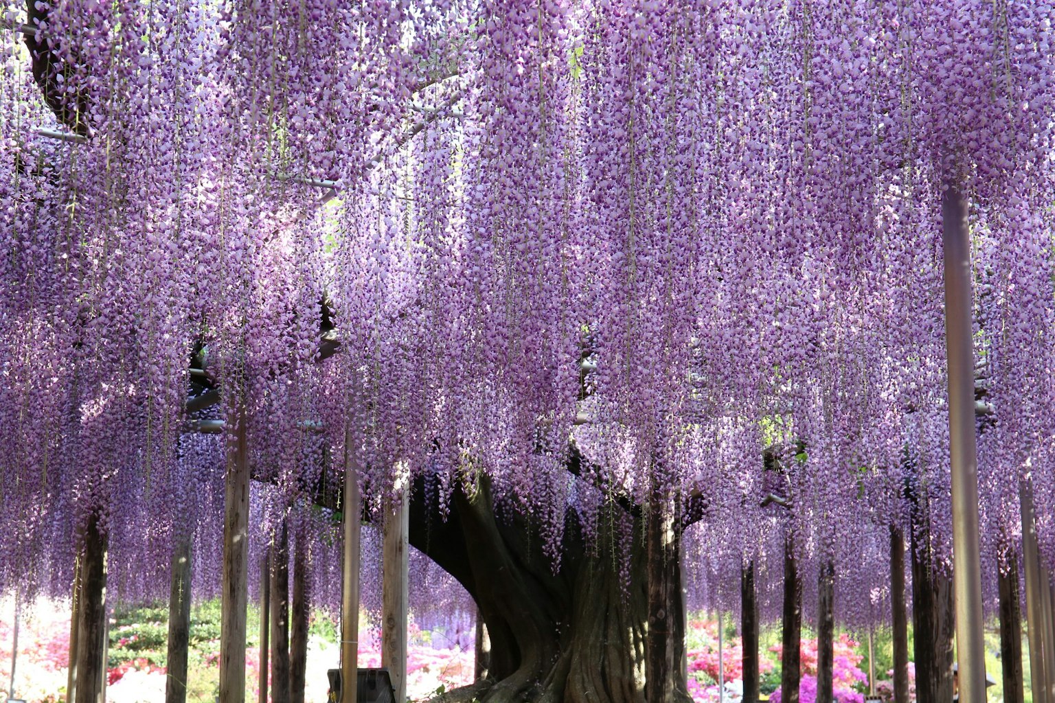 Beautiful landscape with cascading purple wisteria flowers