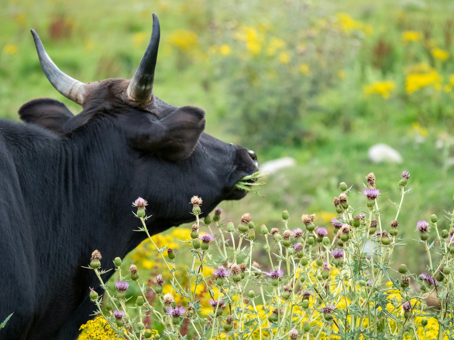 Mucca nera che pascola tra fiori selvatici in un campo verde