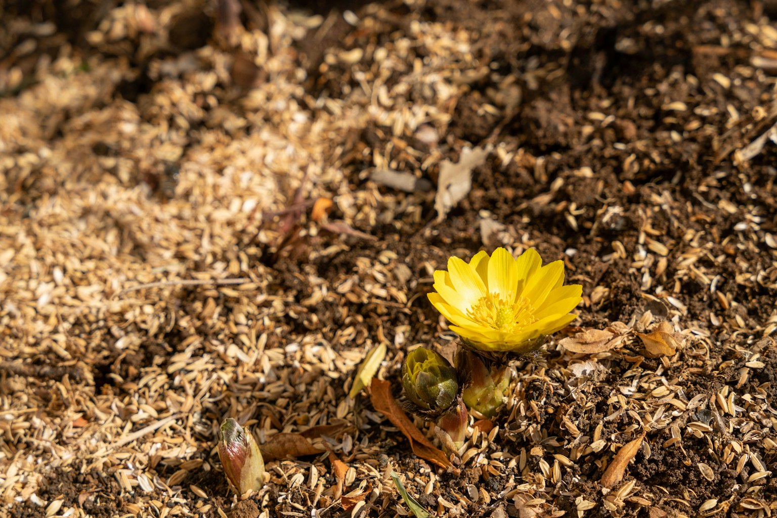 Un fiore giallo che sboccia sul terreno