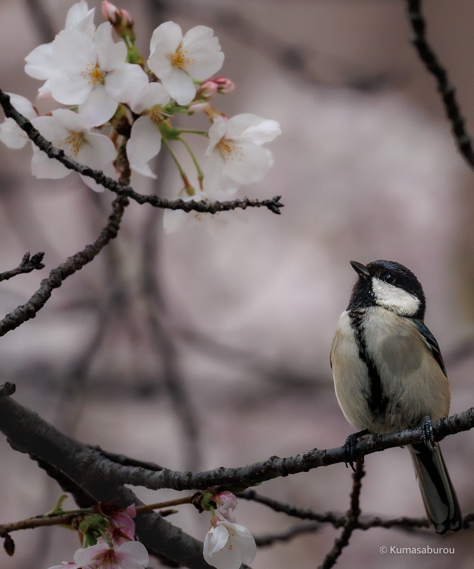 桜の花枝と小鳥が並ぶ枝先の春の情景