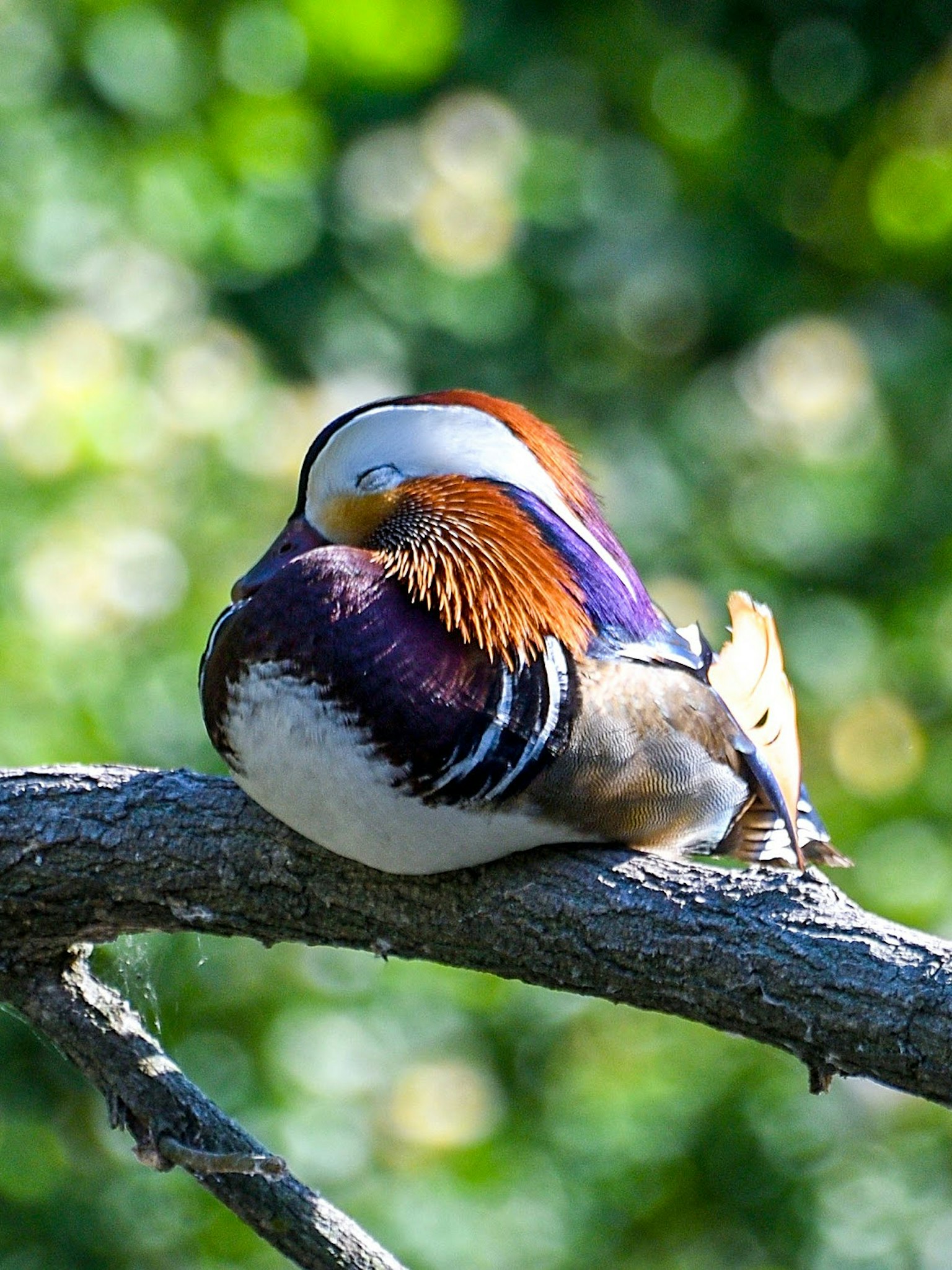 A bird with beautiful feather patterns resting on a branch