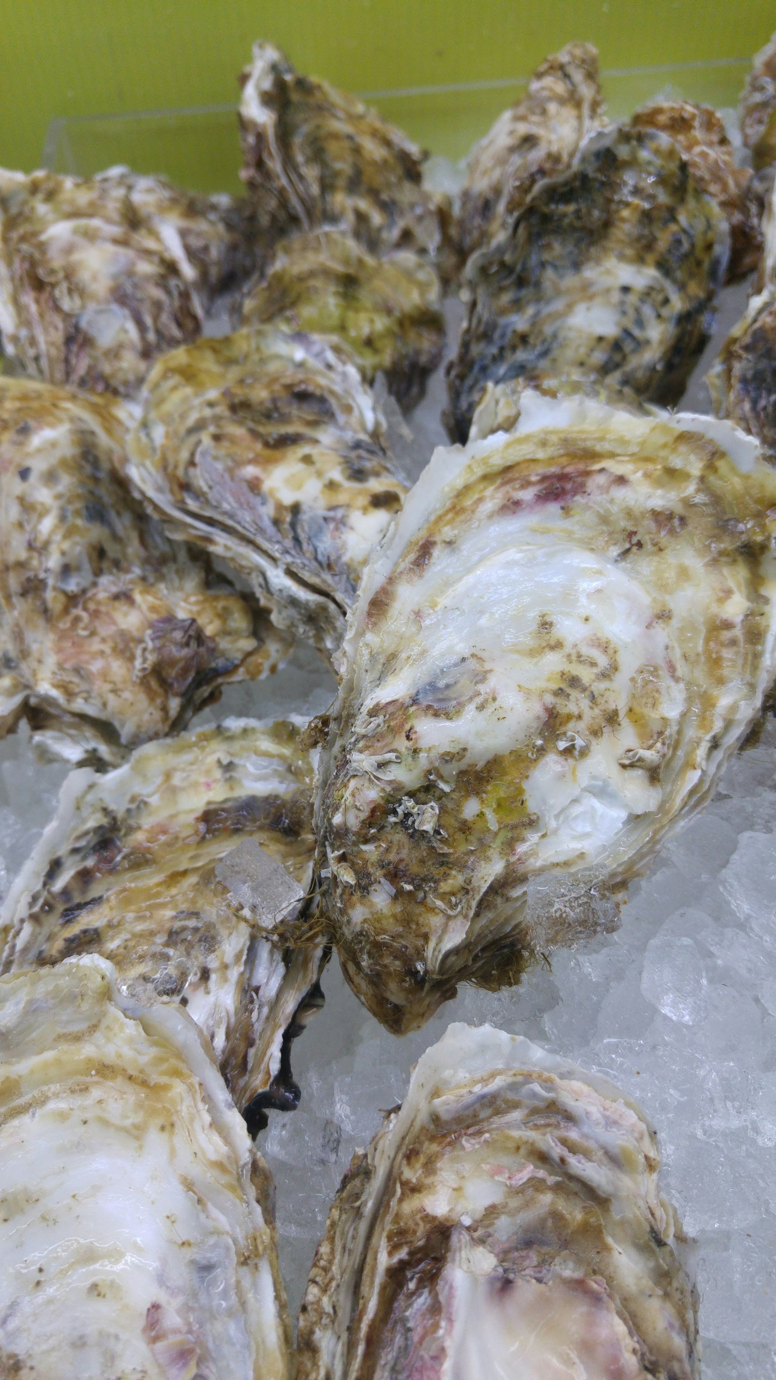A cluster of fresh oysters placed on ice