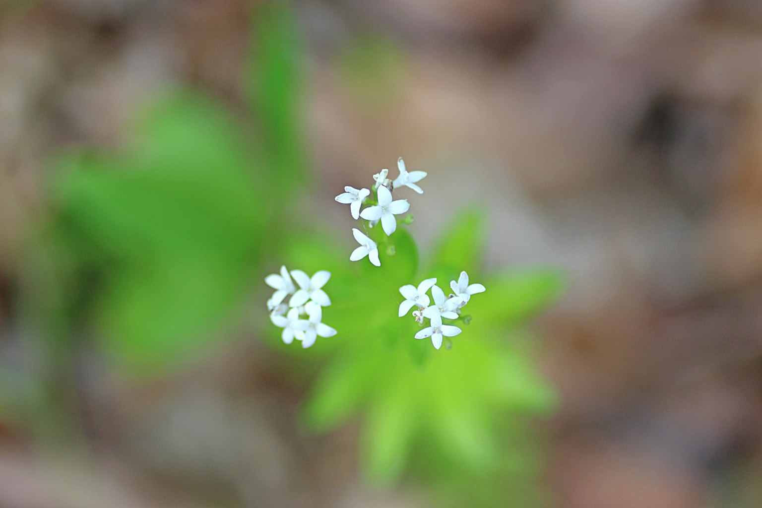 Primo piano di piccoli fiori bianchi circondati da foglie verdi