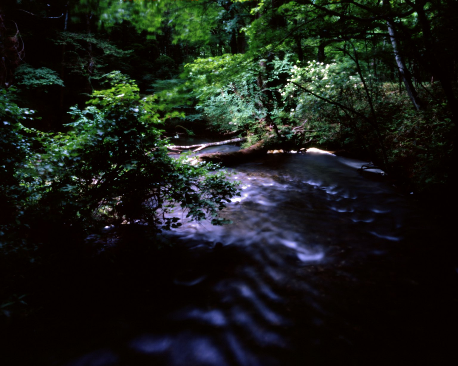 Une rivière tranquille traversant une forêt verdoyante