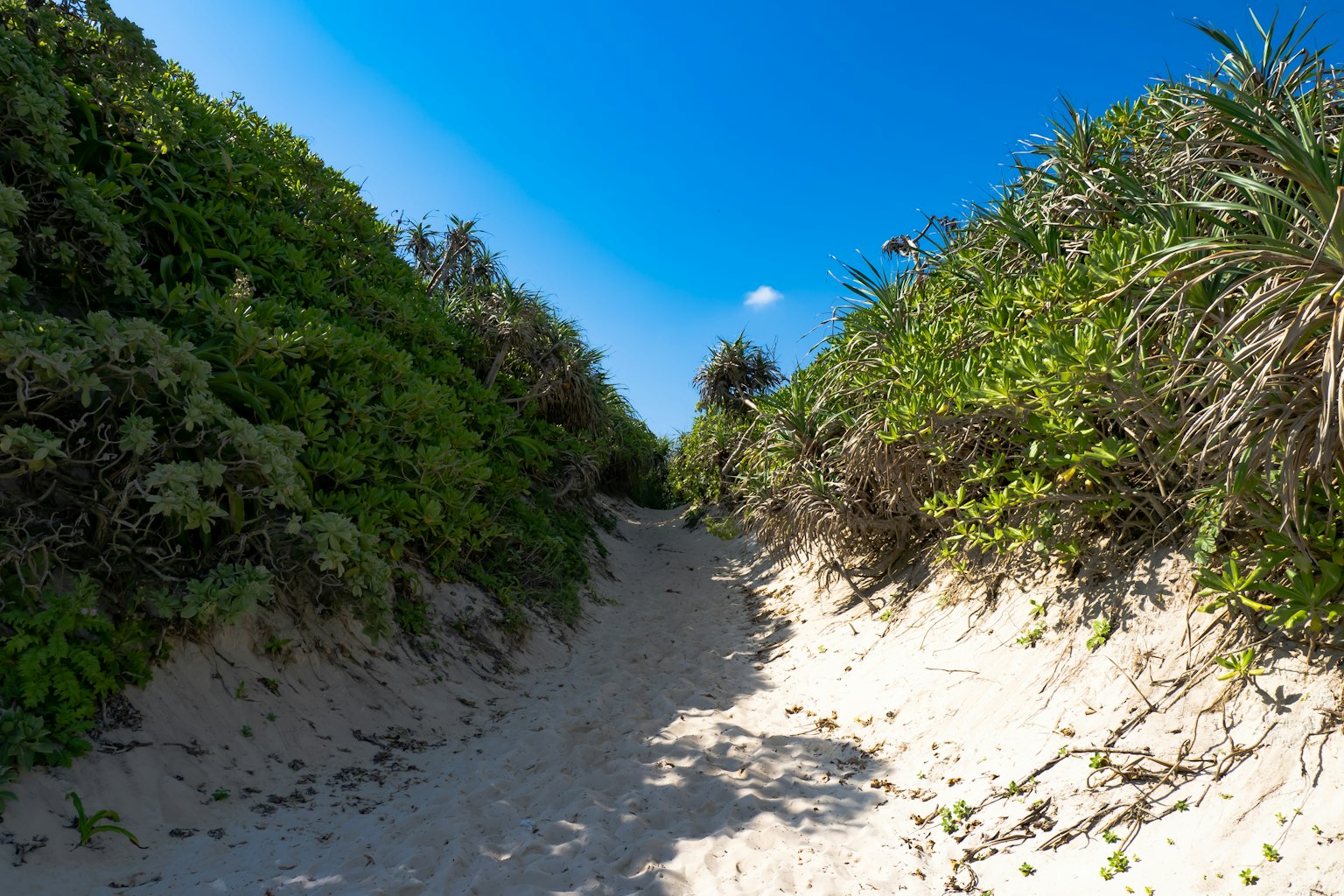 Sendero de arena estrecho que conduce a la playa rodeado de vegetación bajo un cielo azul brillante