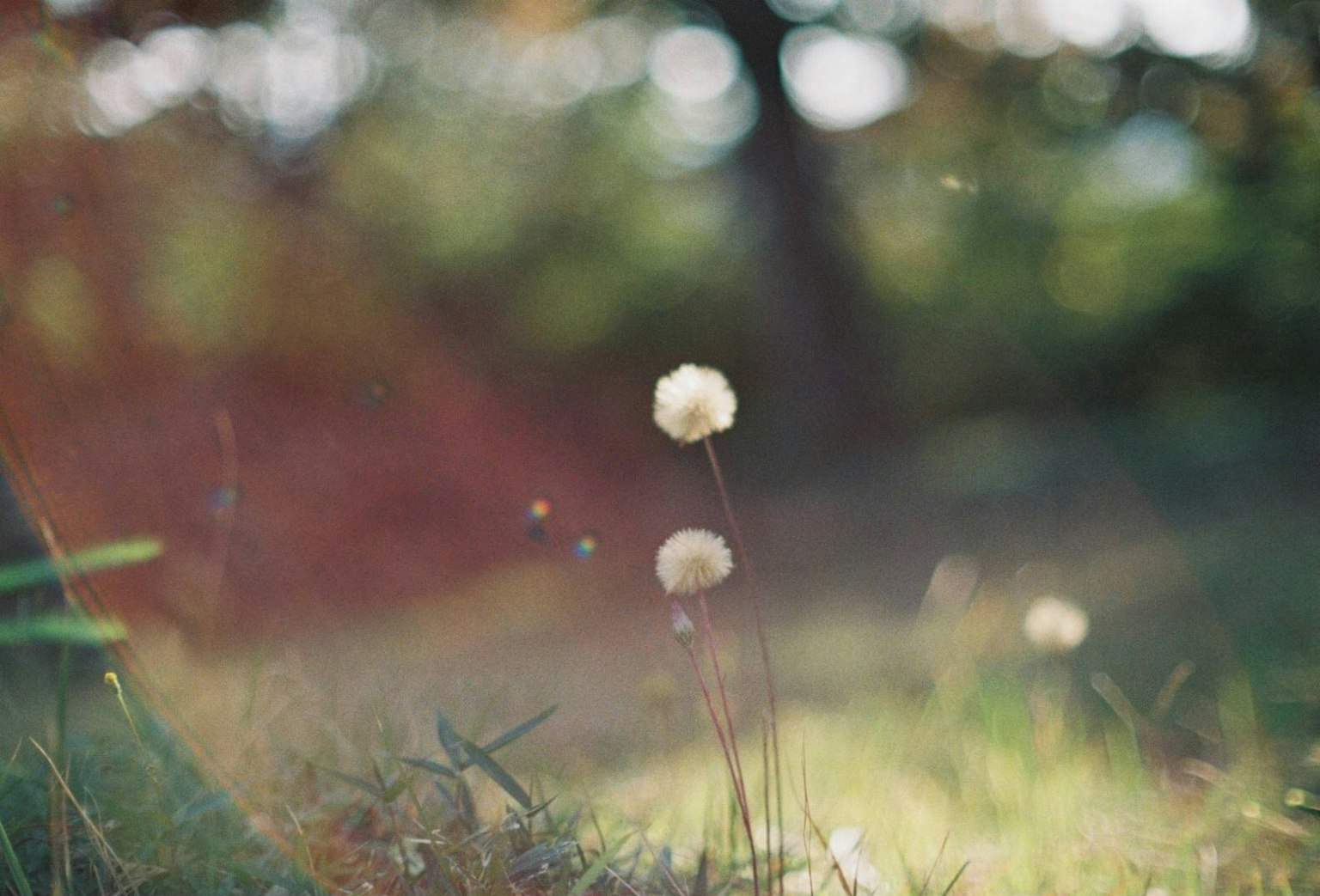 Un paysage serein avec une fleur blanche fleurissant sur un fond vert