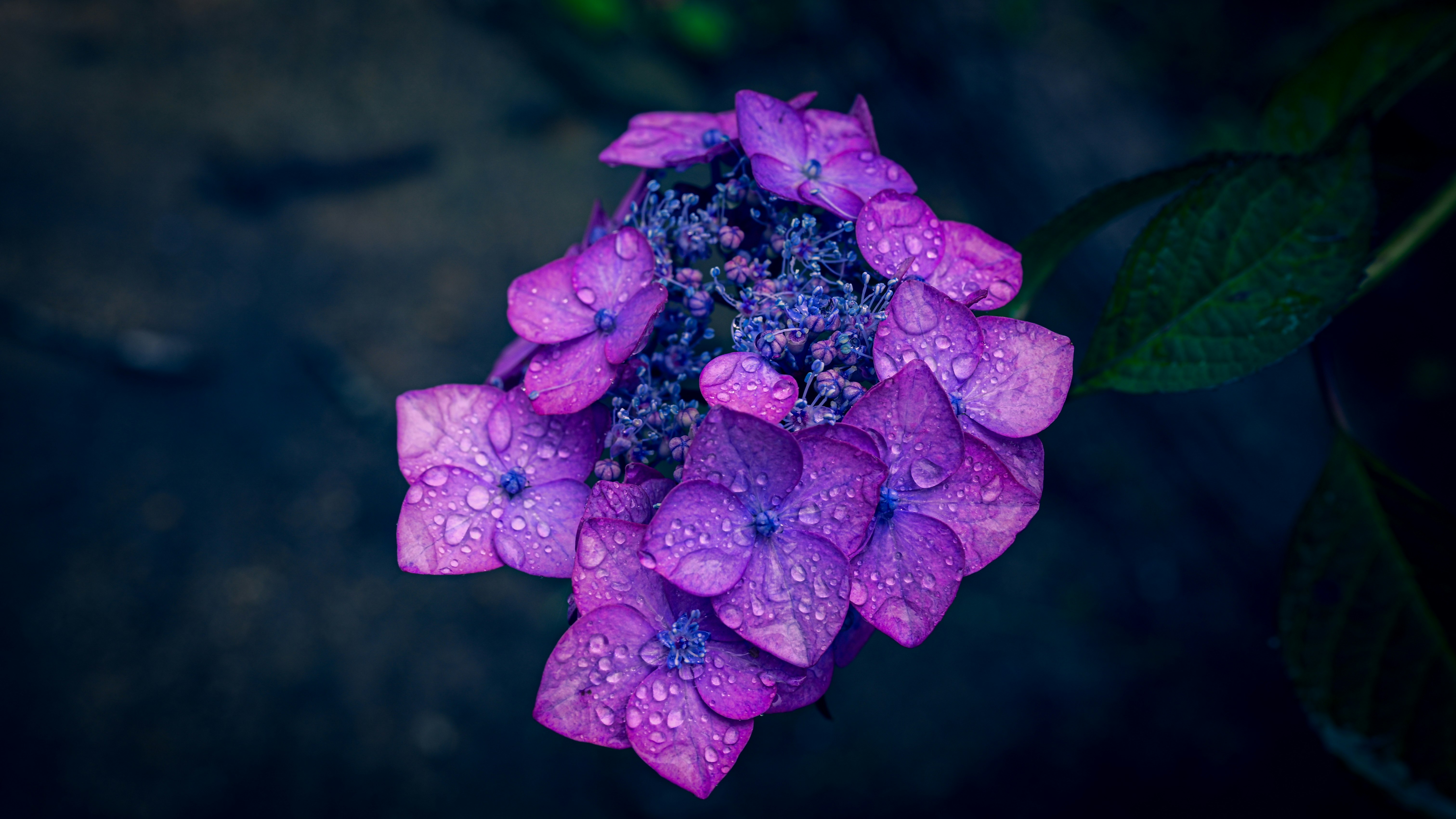 雨粒をまとった紫のアジサイの花