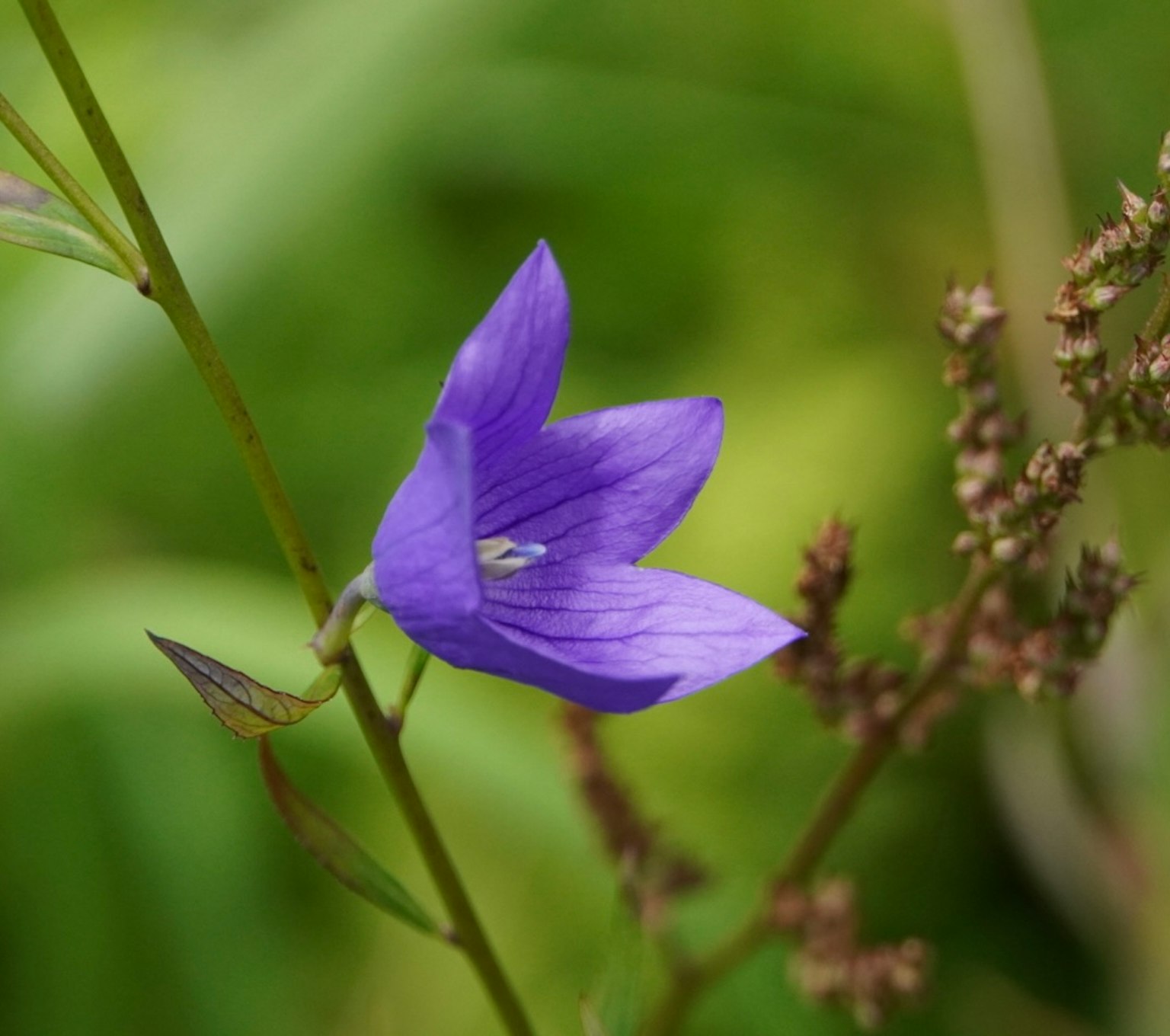 Fleur violette avec fond vert présentant des pétales délicats