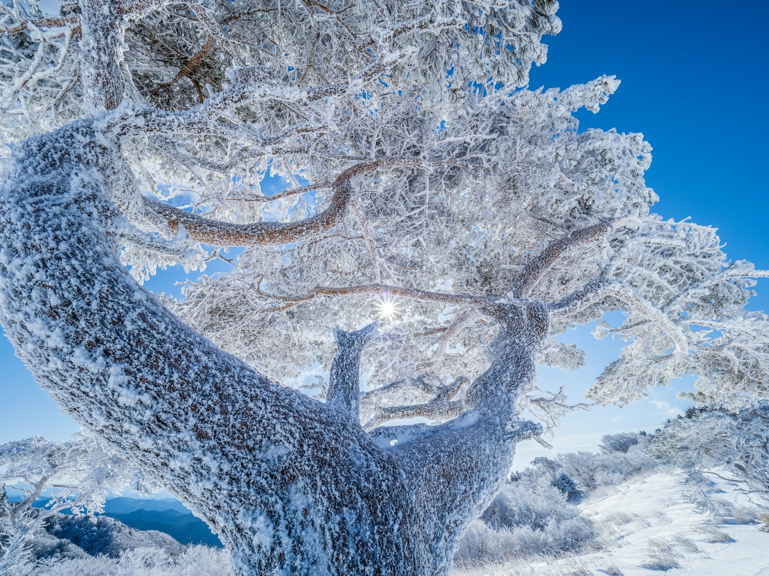 Snow-covered tree trunk and branches under a clear blue sky