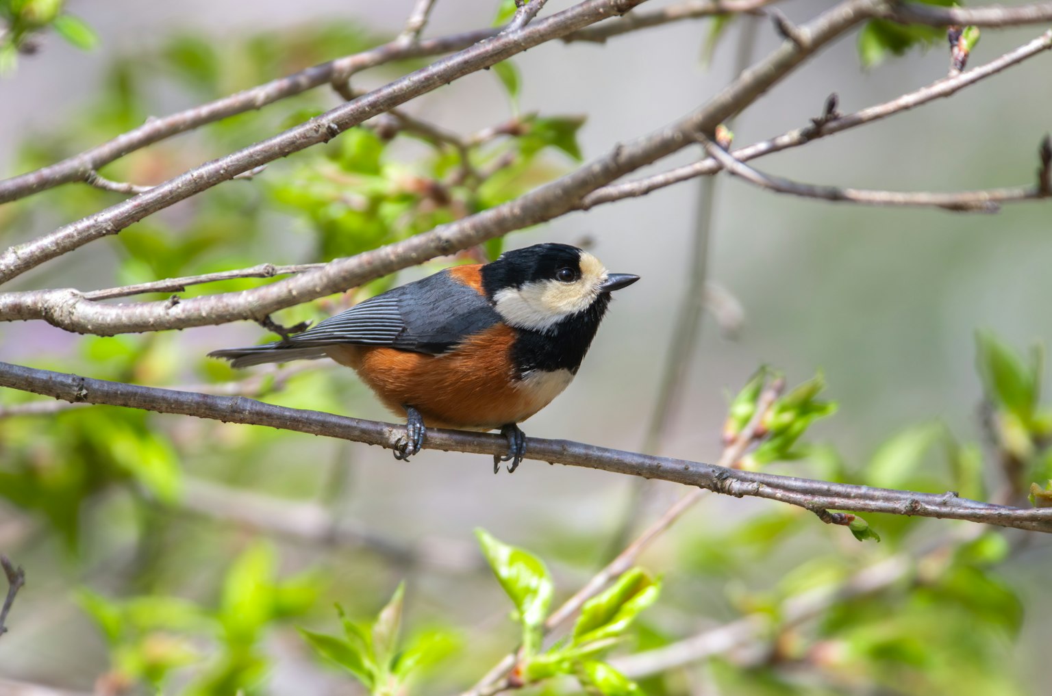 Bunter Vogel sitzt auf einem Ast