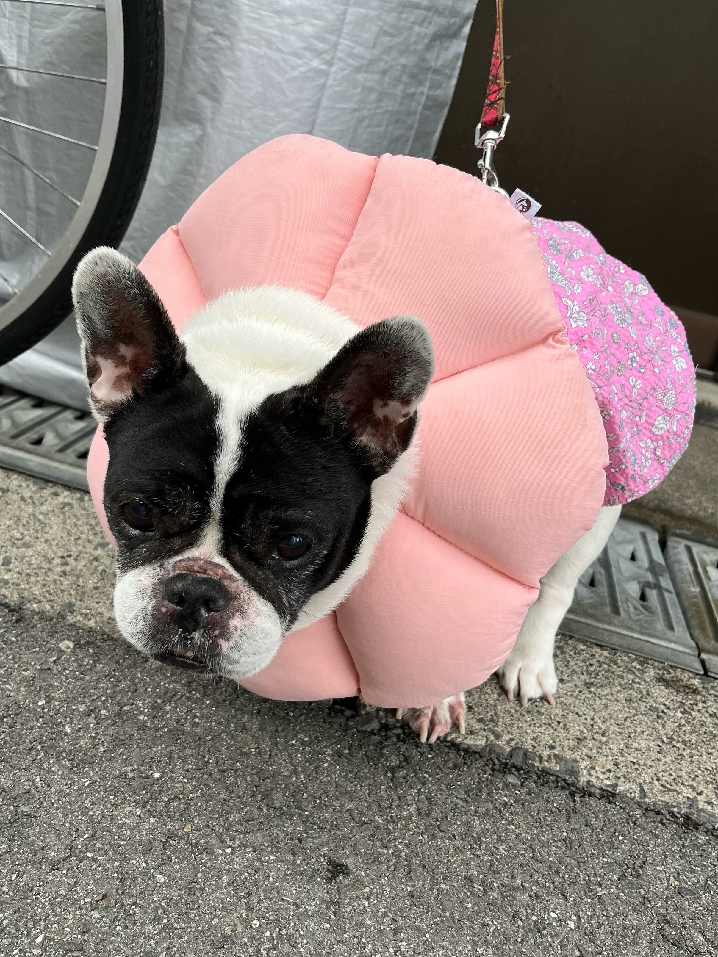 ピンクの犬用ハーネスを着けたフレンチブルドッグ