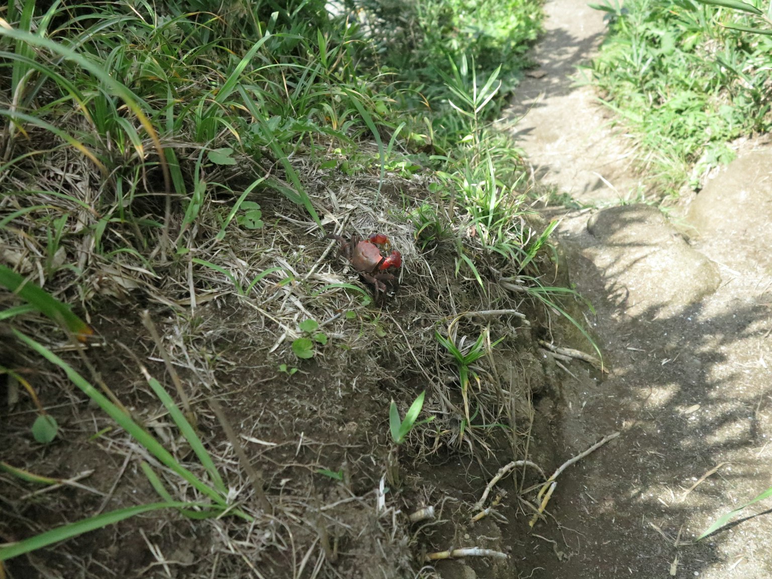 Kleines rotes Objekt zwischen Gras und Erde