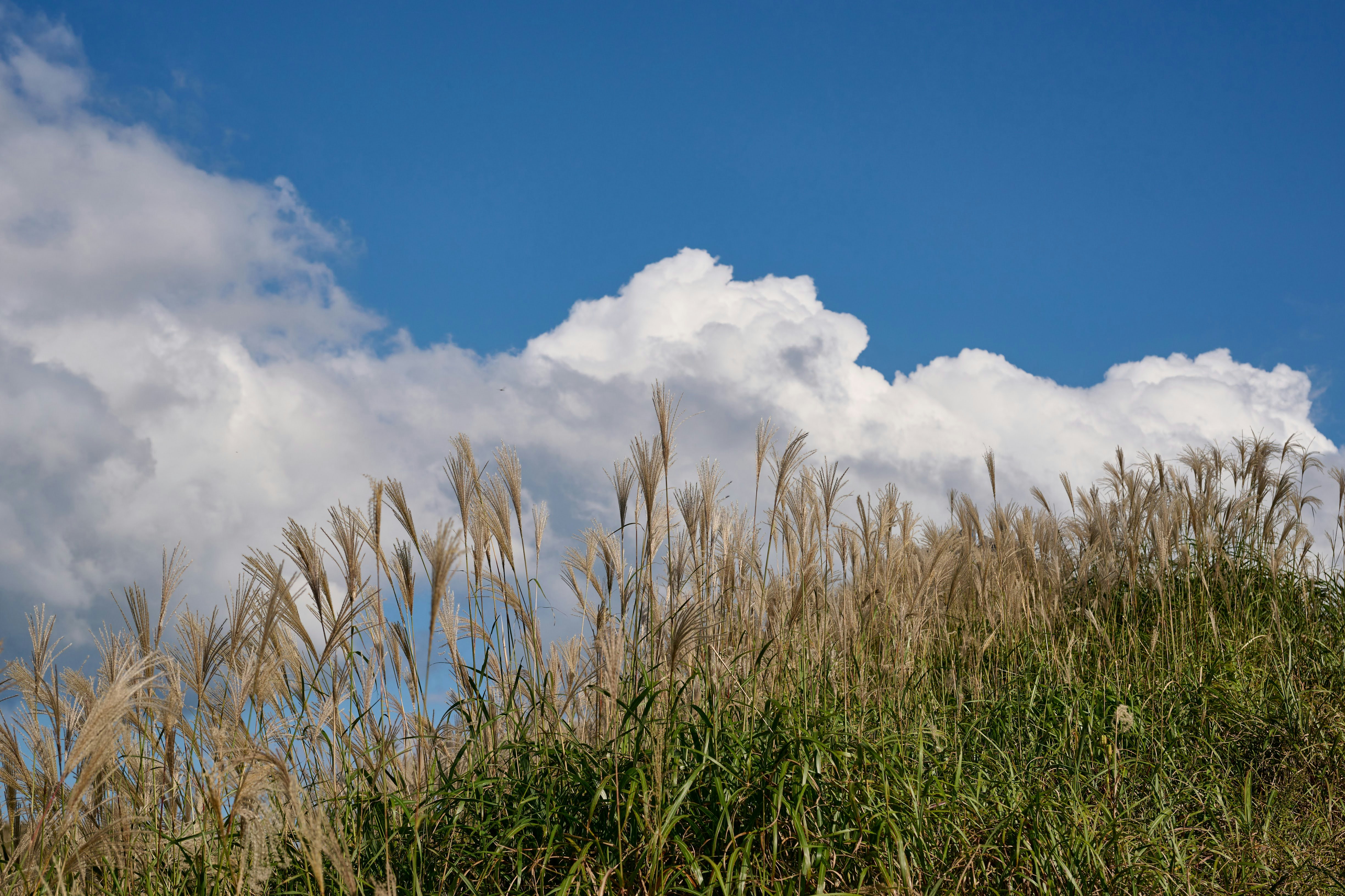 穂が揺れる草原と広がる青空の雲