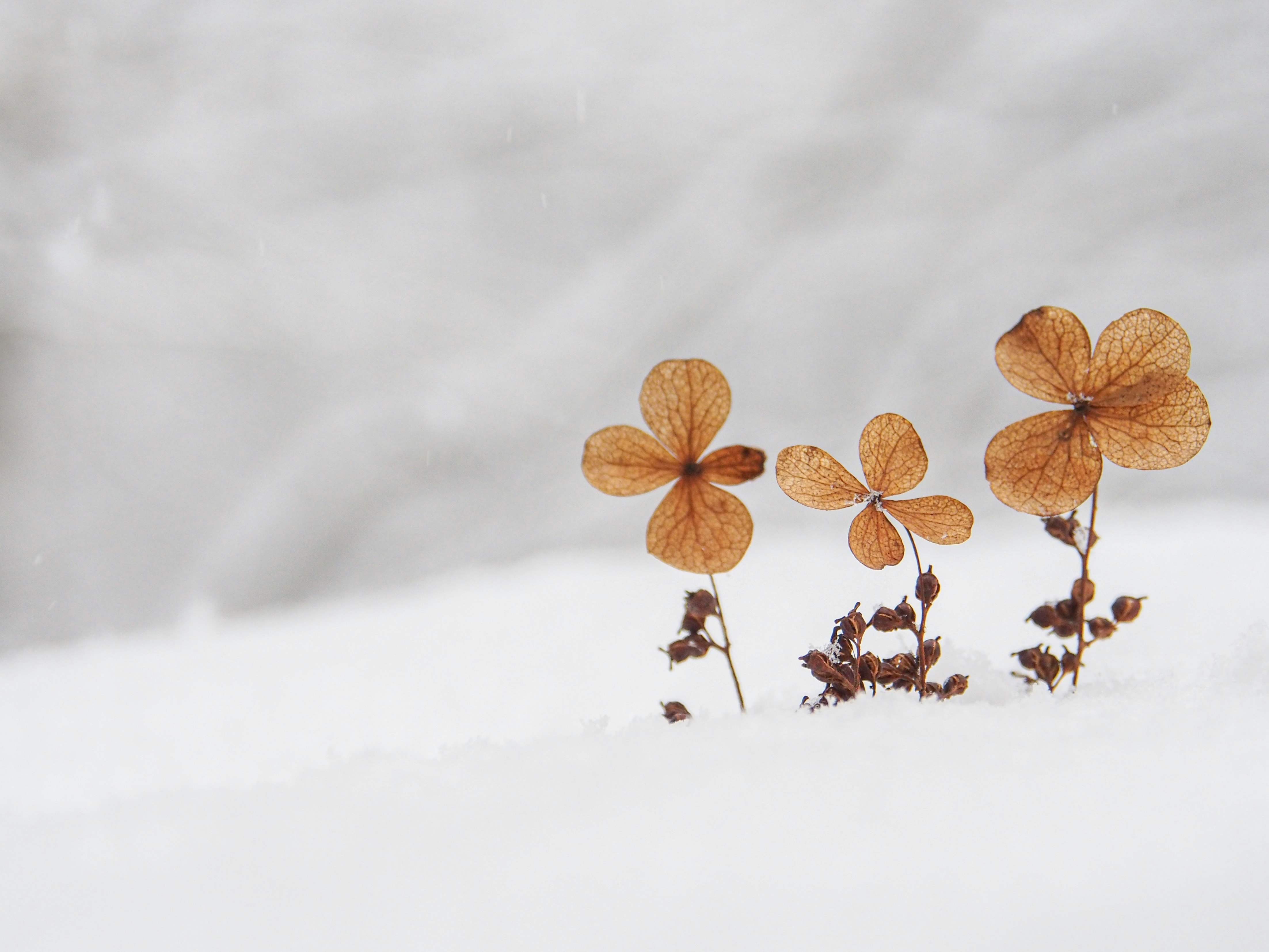 雪のような白い背景に浮かぶあじさいの花