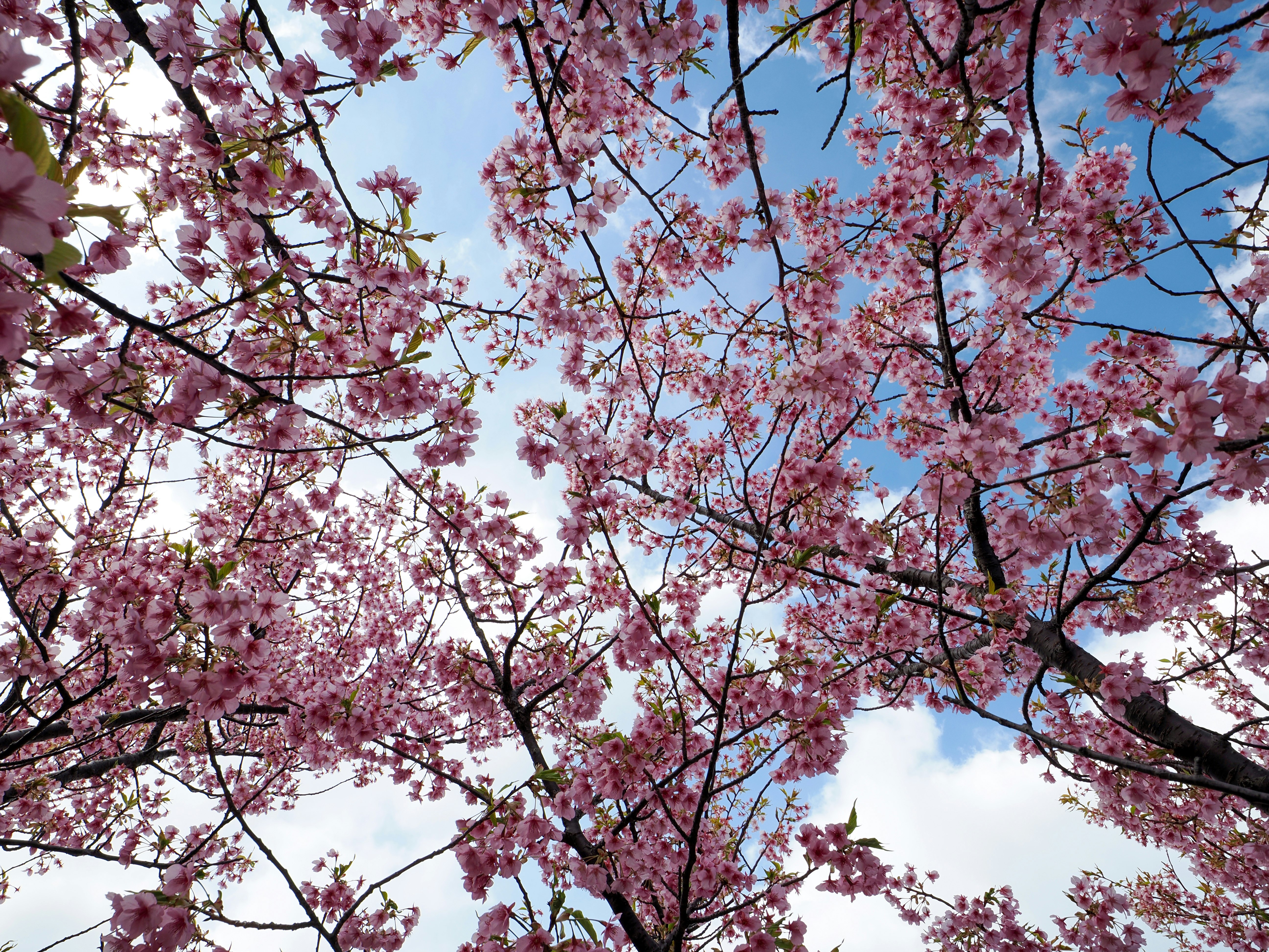 桜の花が枝いっぱいに咲く空の下の風景