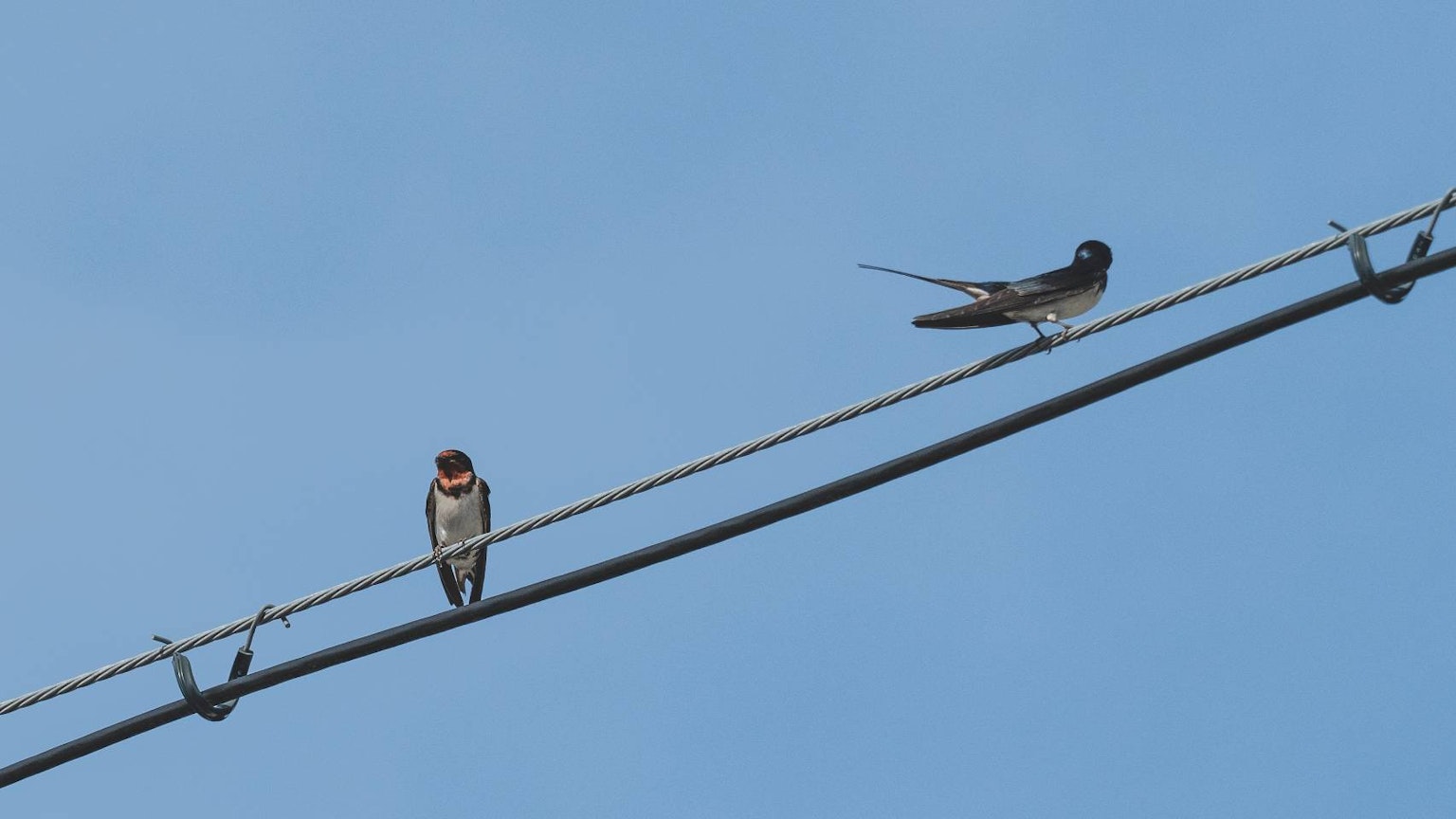 Zwei Schwalben sitzen auf einem Draht unter einem blauen Himmel