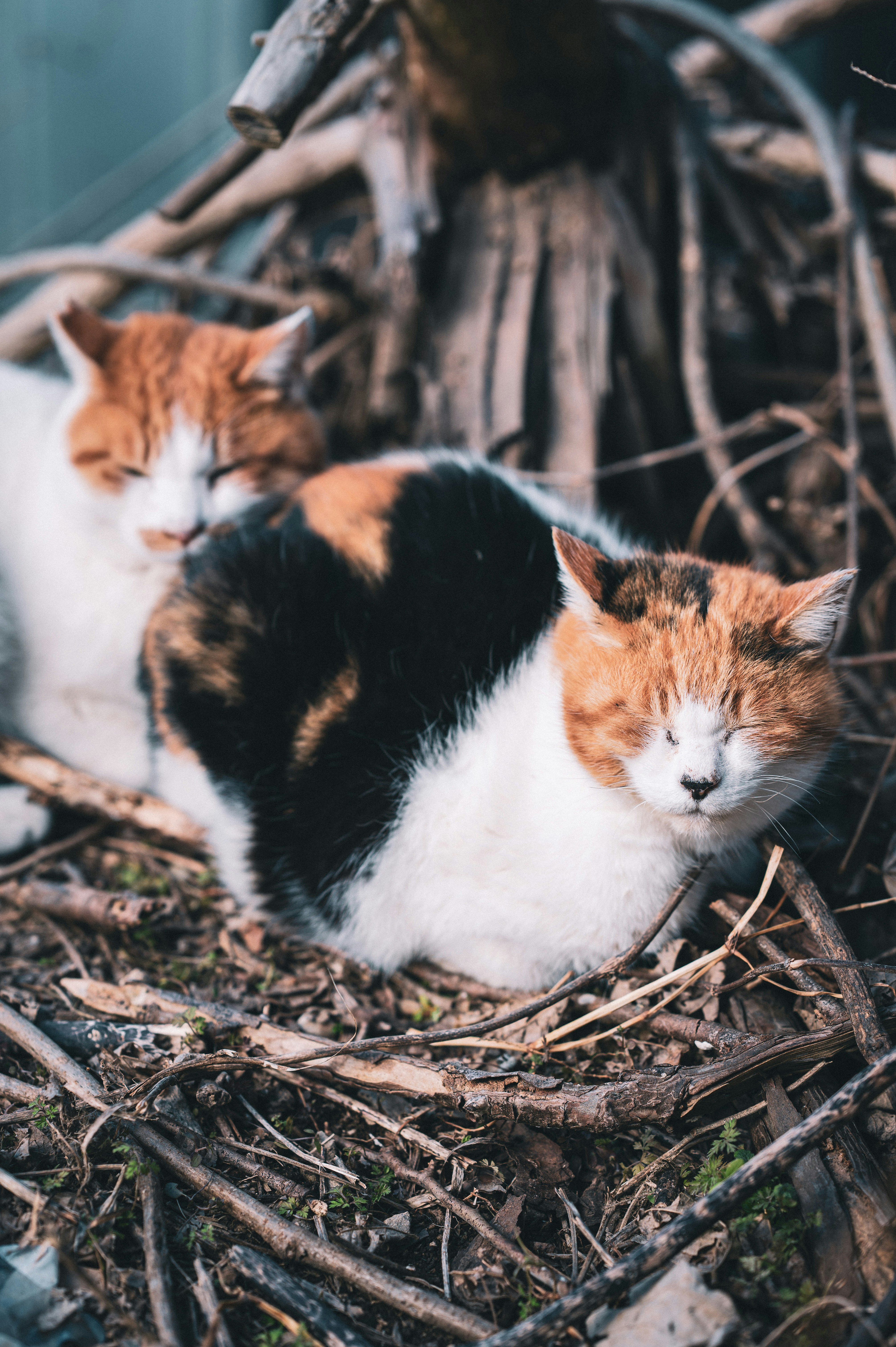 trois chats blottis dans l’herbe et les brindilles