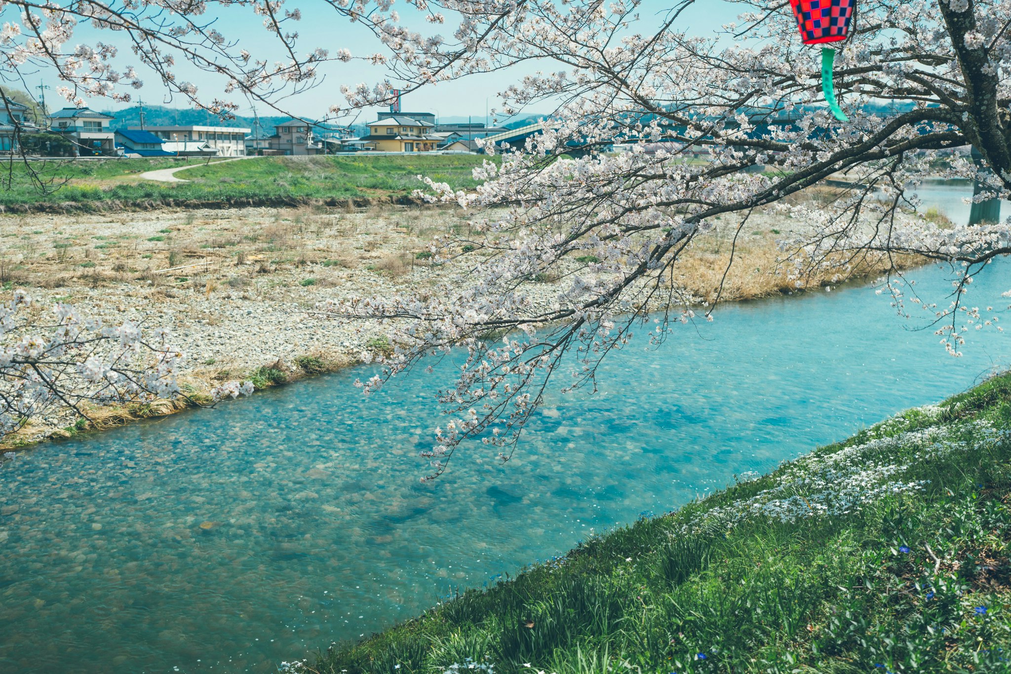 川沿いの青い水と桜の並木