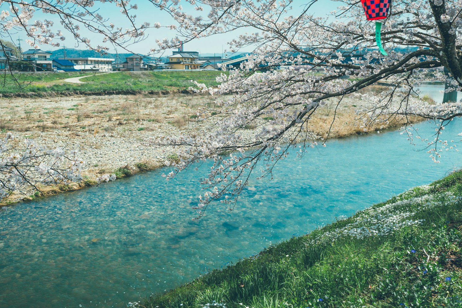 Malersiche Aussicht auf einen Kirschbaum an einem blauen Fluss mit grünem Gras und entfernten Gebäuden