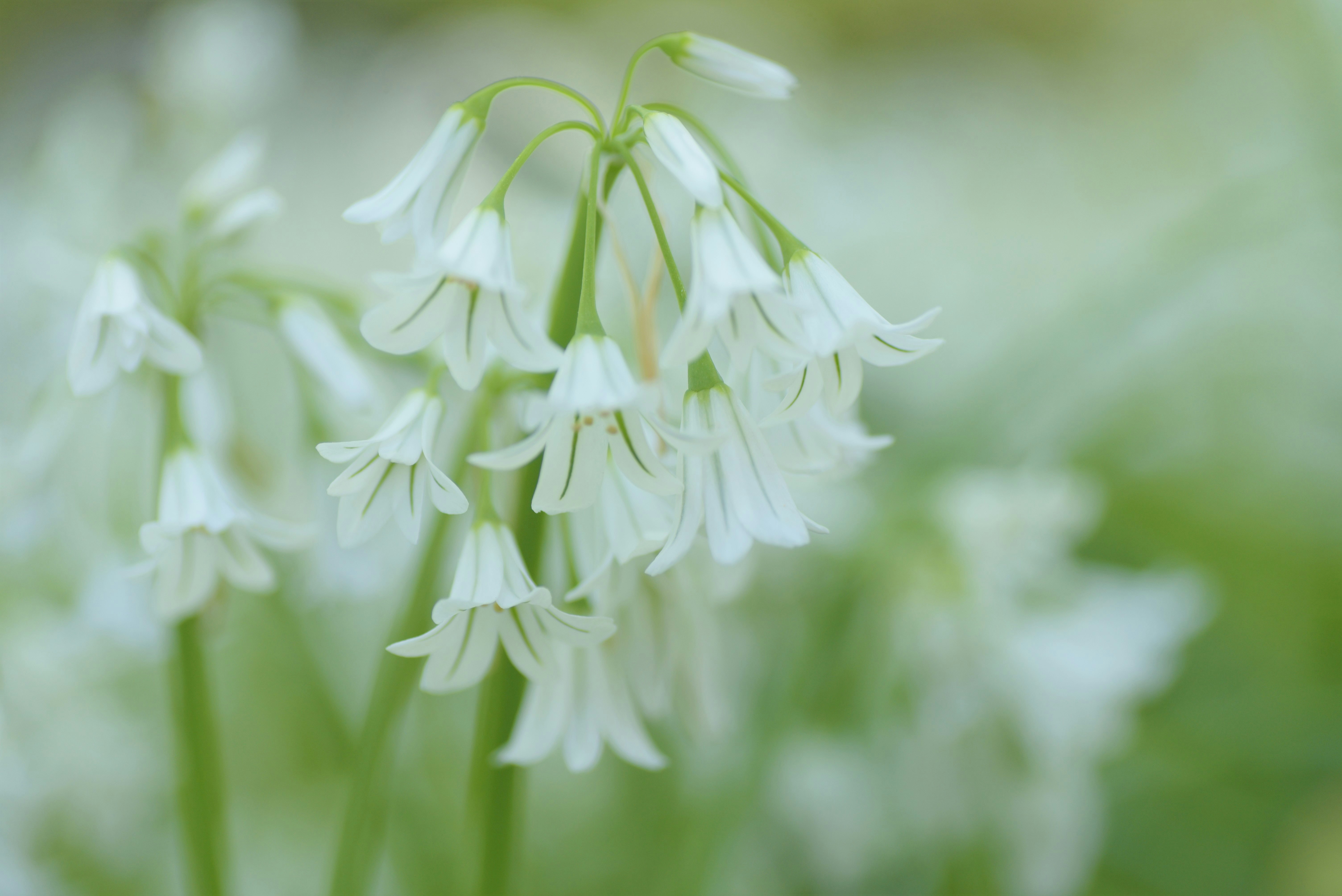 京都府立植物園のアリウム・トリクエトルムの花