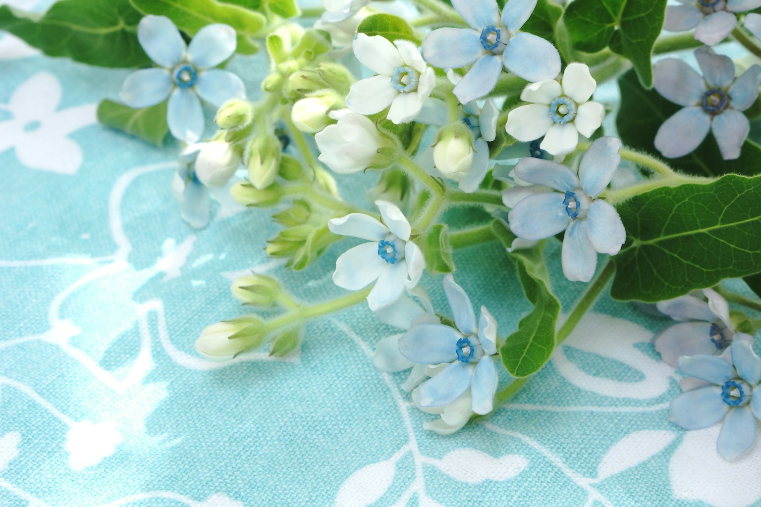 Bunga biru halus dengan daun hijau di atas kain bermotif