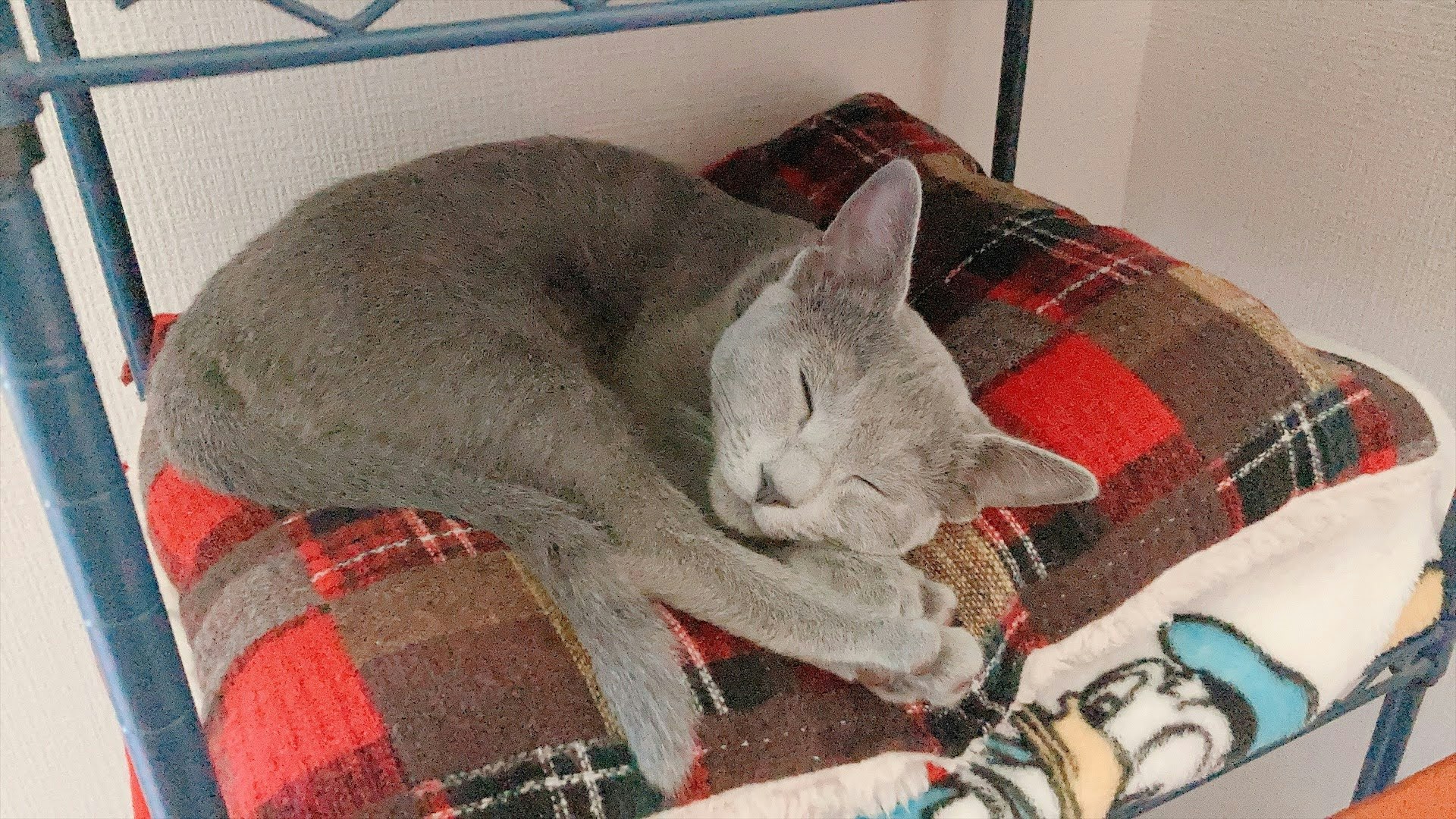 毛布の上で丸くなるグレーの猫