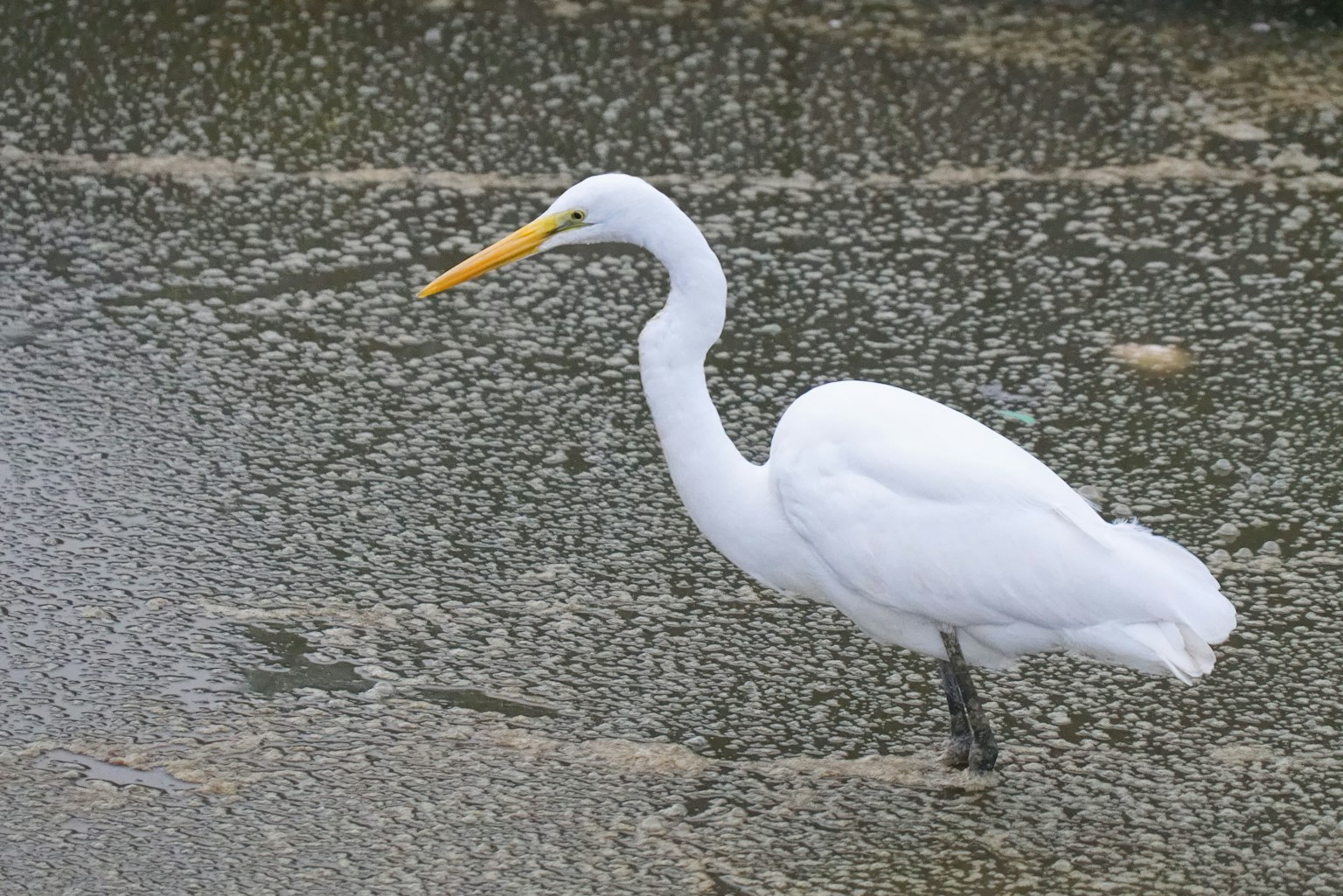 A white heron standing by the water's edge