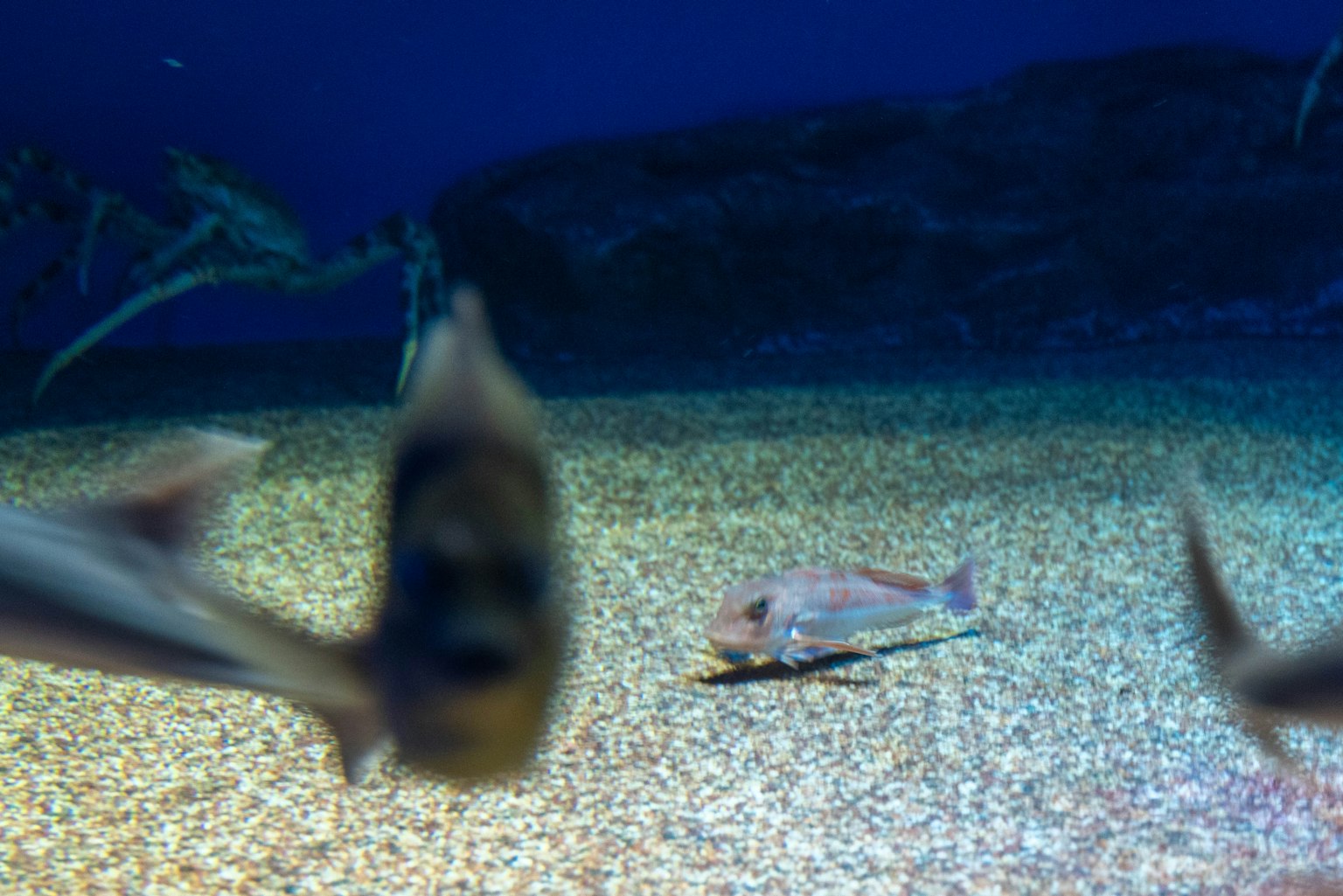 Scena subacquea con pesci in un ambiente acquatico blu